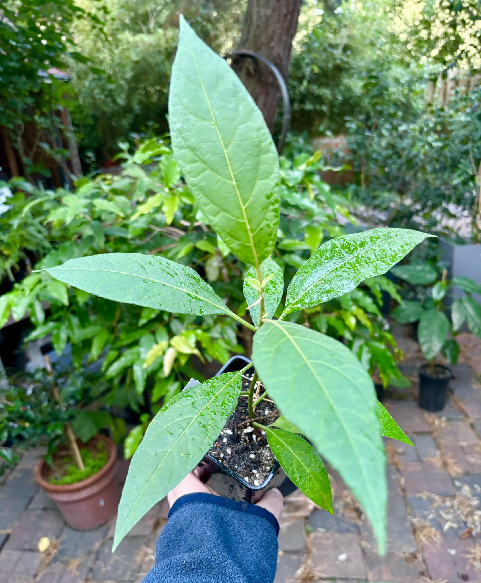 Solanum sp. Mata Escura - 1 potted plant / 1 getopfte Pflanze