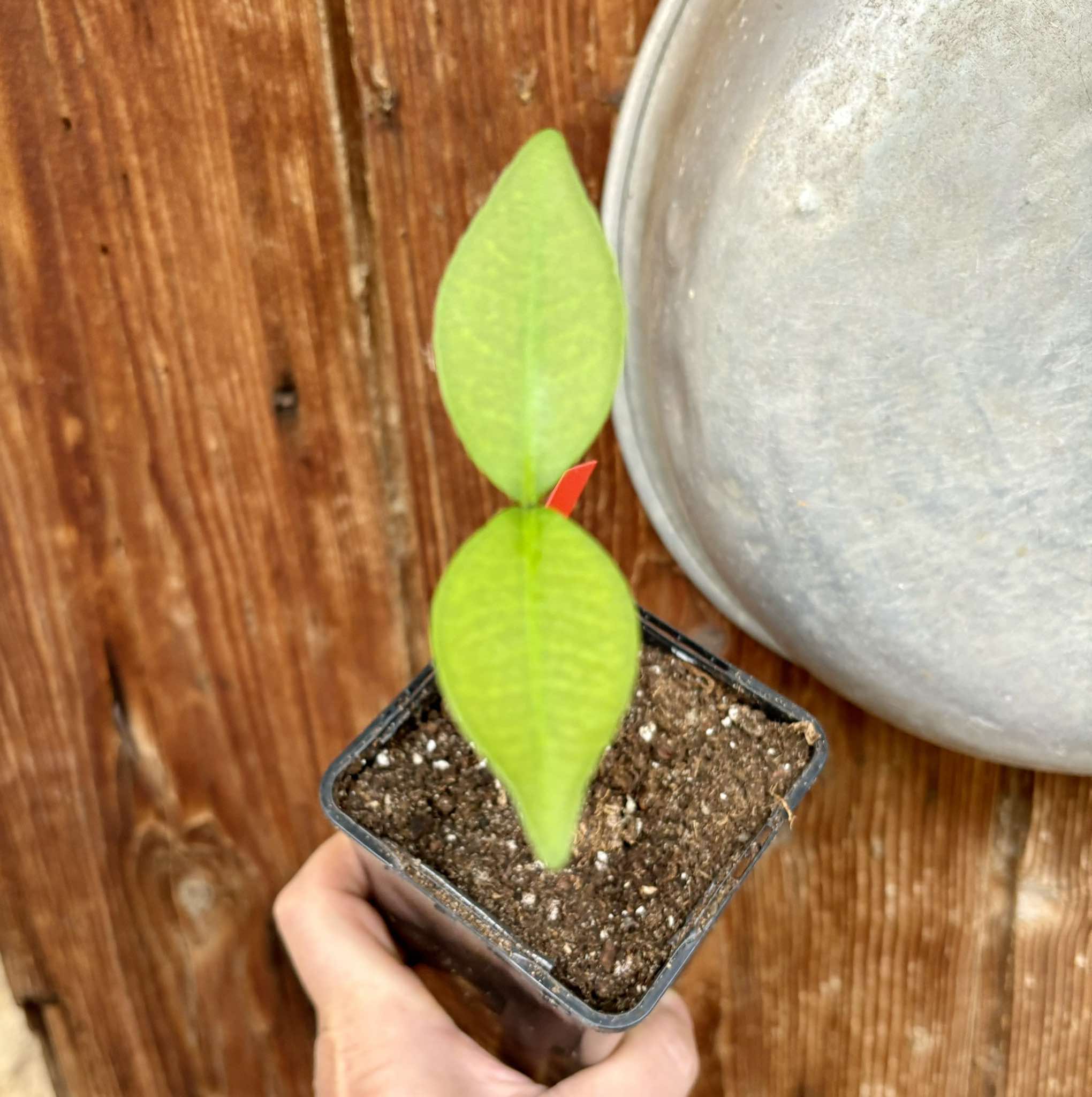 Cherapú Brasileiro  - Garcinia sp. -   1 potted plant / 1 getopfte Pflanze