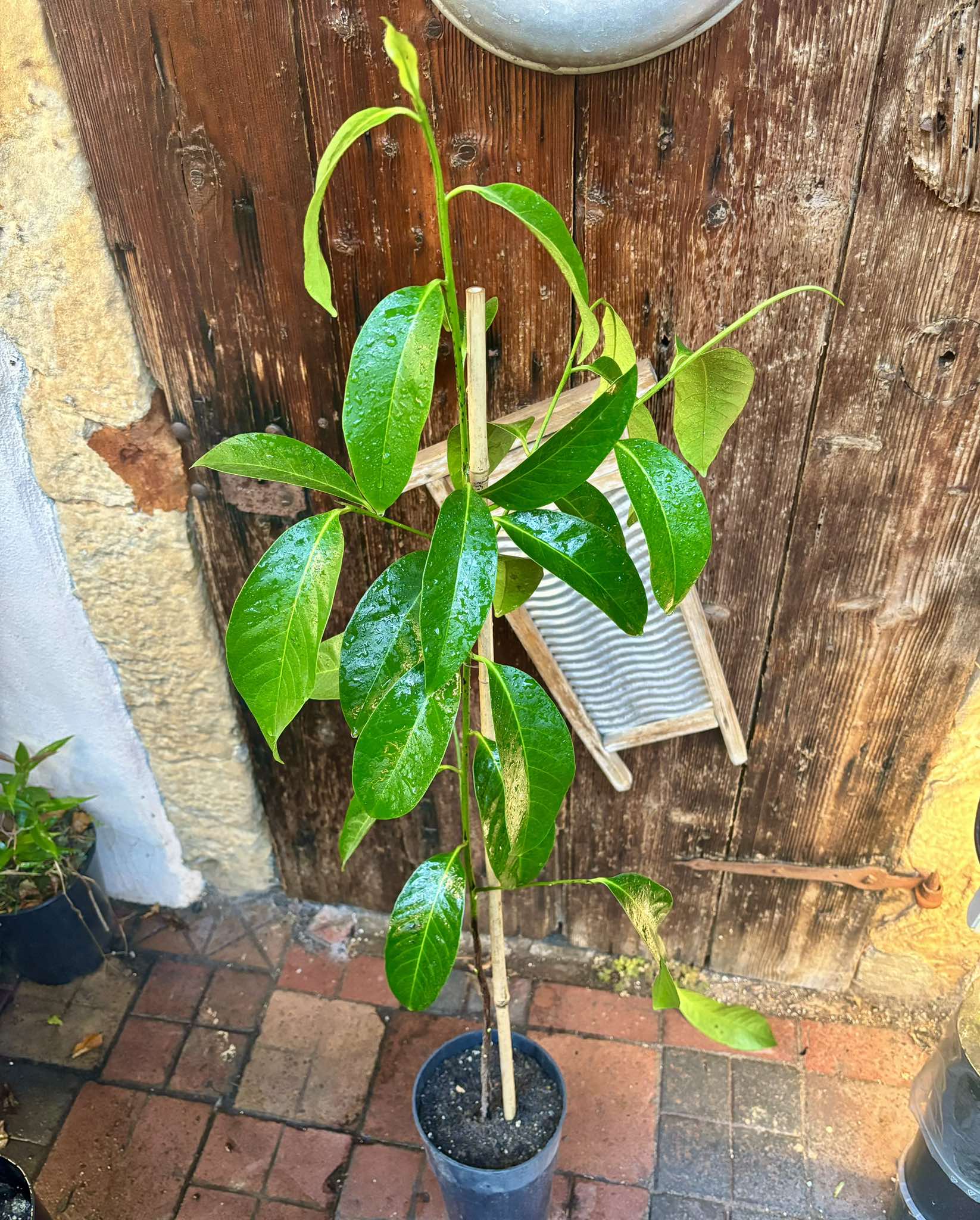 Diospyros nigra - Black Sapote - 1 potted plant / 1 getopfte Pflanze 1.20m 