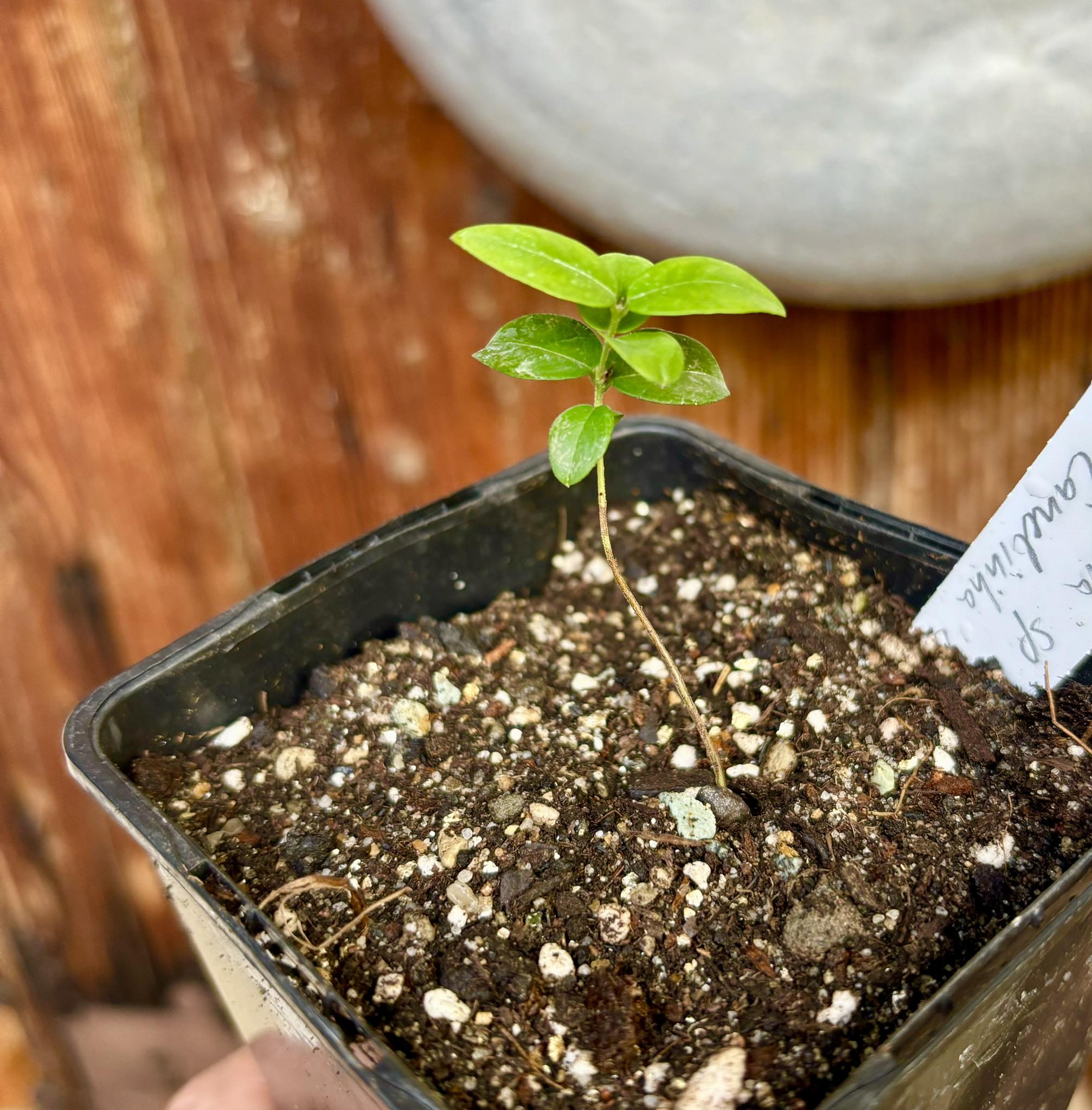 Plinia sp Canelinha Polpa branca - 1 small potted seedling / 1 kleiner, getopfter Sämling