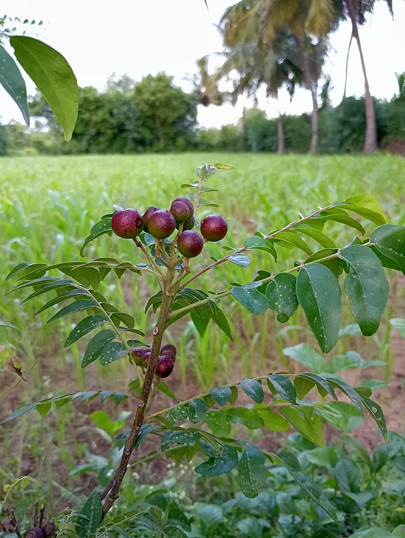 Curry Tree (Bergera koenigii) - 1 fresh seed / 1 frischer Samen