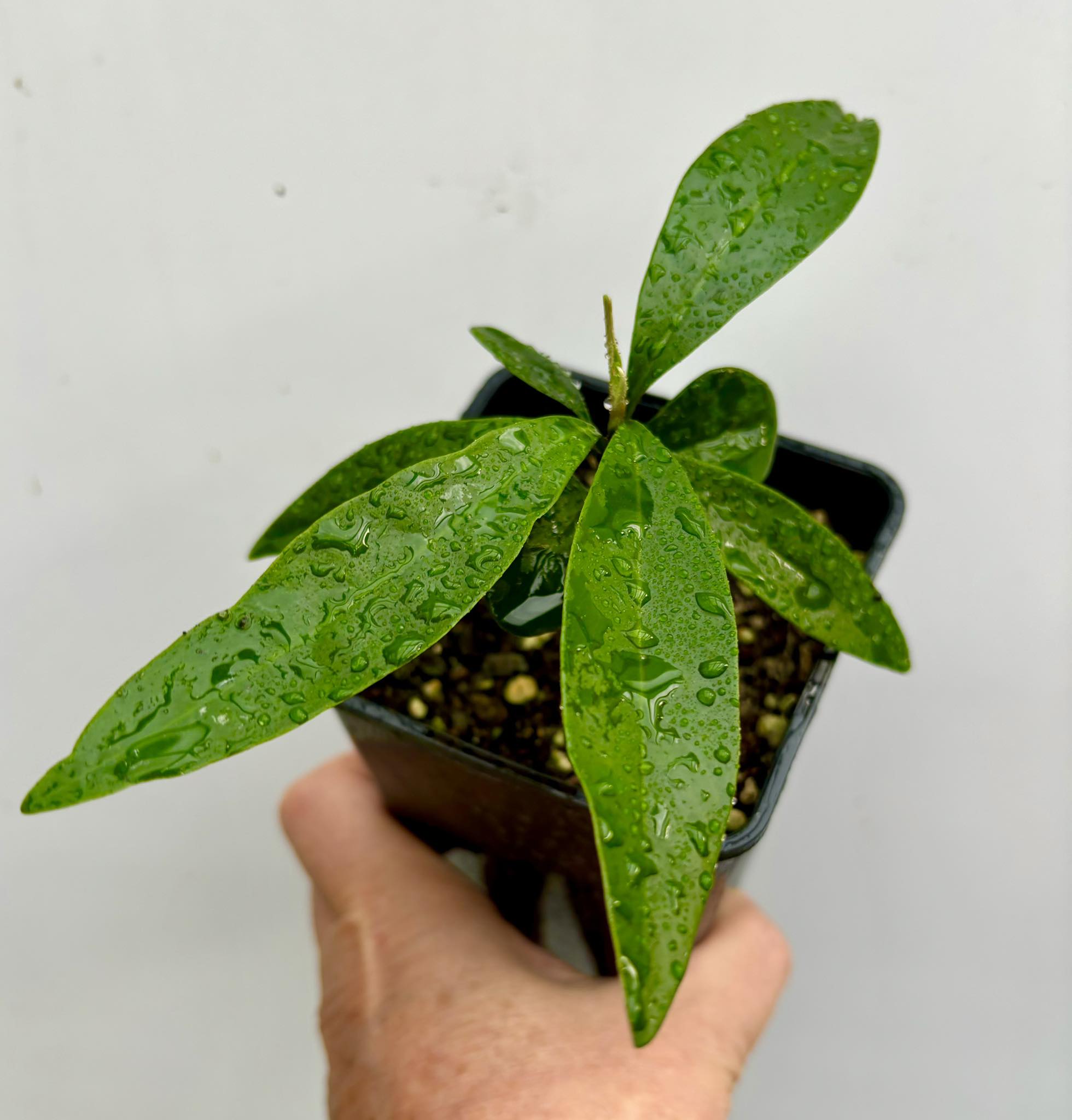 Chrysophyllum lucentifolium - 1 potted plant / 1 getopfte Pflanze 