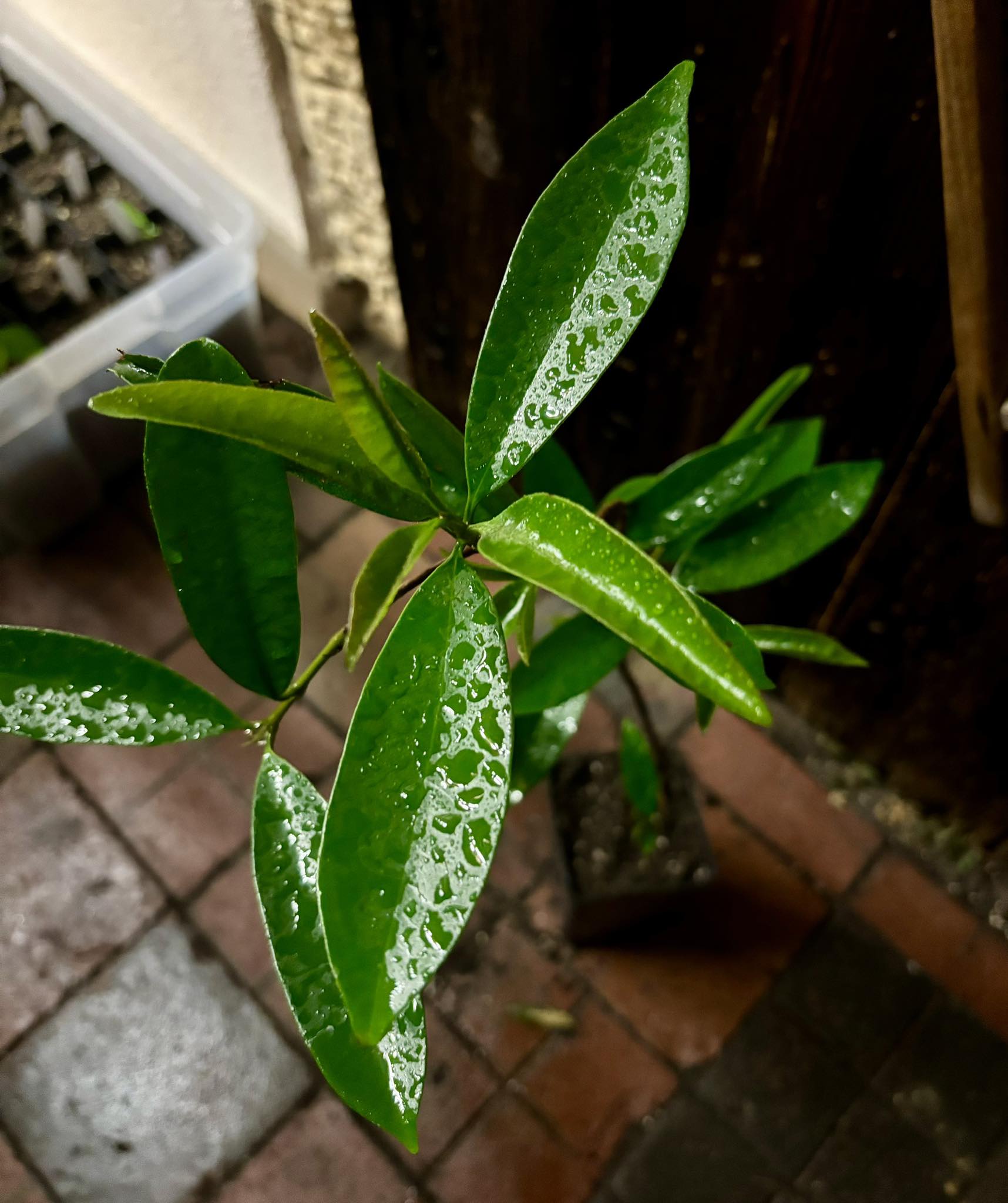 Cereja de Guapiaçu - Eugenia guapiassuana -  1 potted plant / 1 getopfte Pflanze