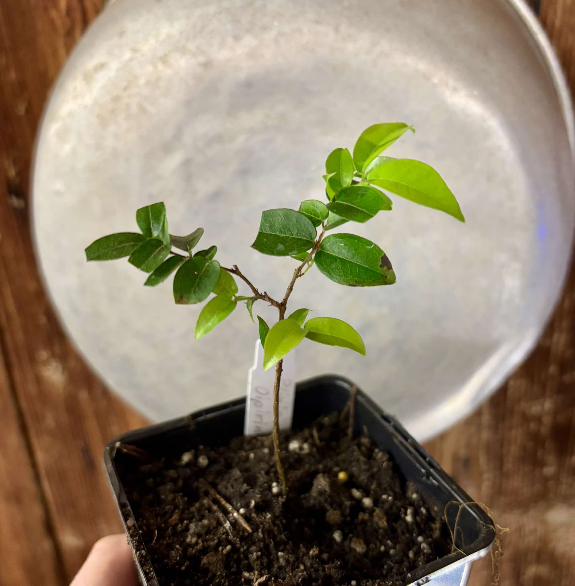 Jaboticaba Oipirinha (Plinia sp) Nr. 4 - 1 potted plant/ 1  getopfte Pflanze