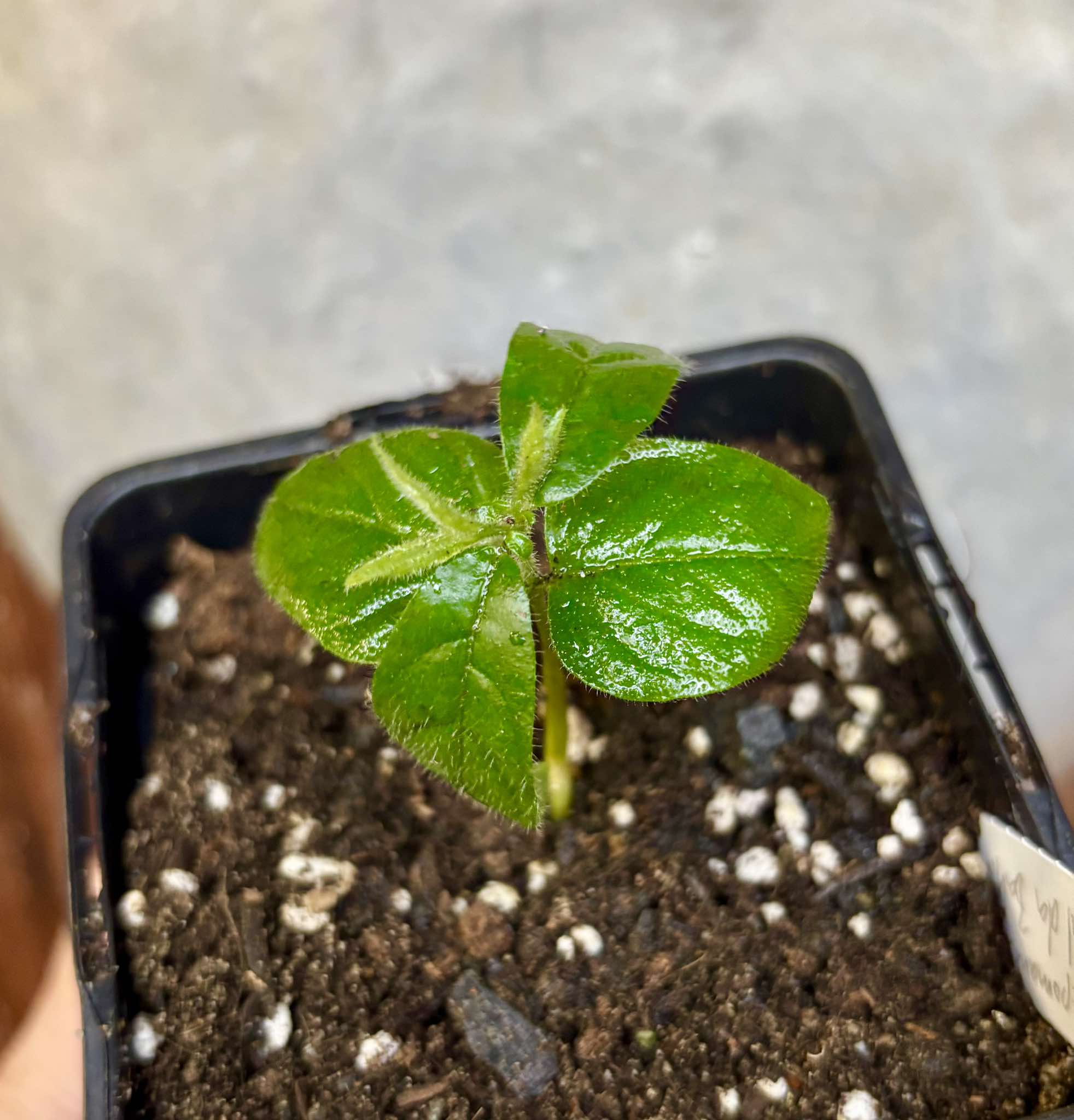 Campomanesia sp Sul da Bahia Super - 1 small potted seedling / 1 kleiner, getopfter Sämling