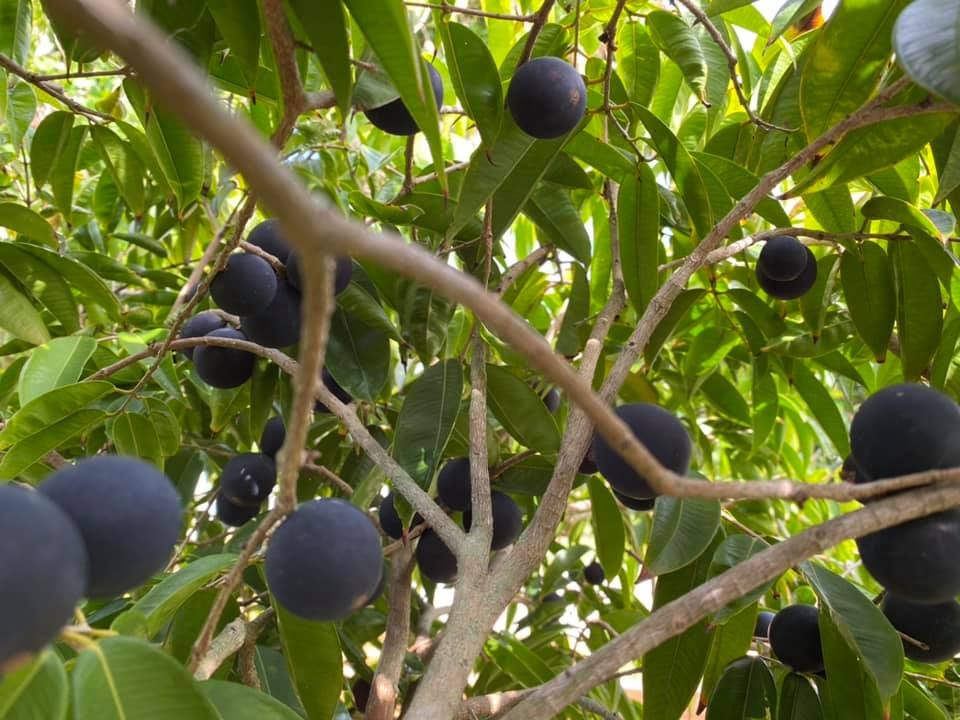 Myrciaria vexator - Blue Jaboticaba - 1 potted plant / 1 getopfte Pflanze