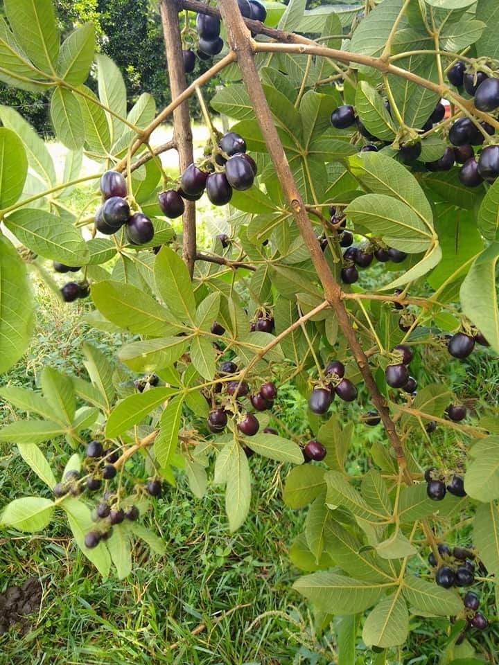 Tarumã azul (Vitex polygama) - 1 potted plant / 1 getopfte Pflanze