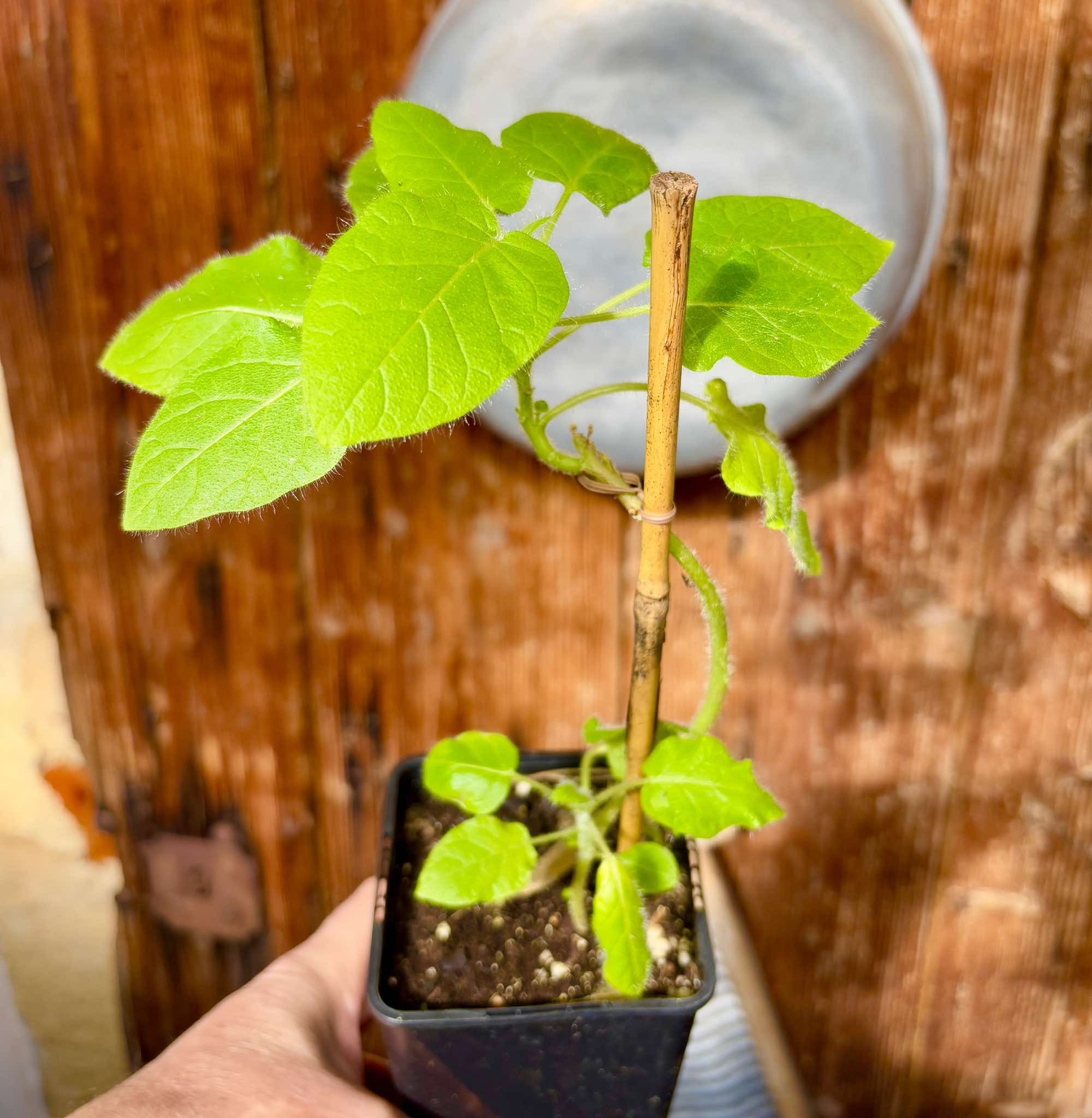 Solanum vestissimum - 1 potted plant / 1 getopfte Pflanze 