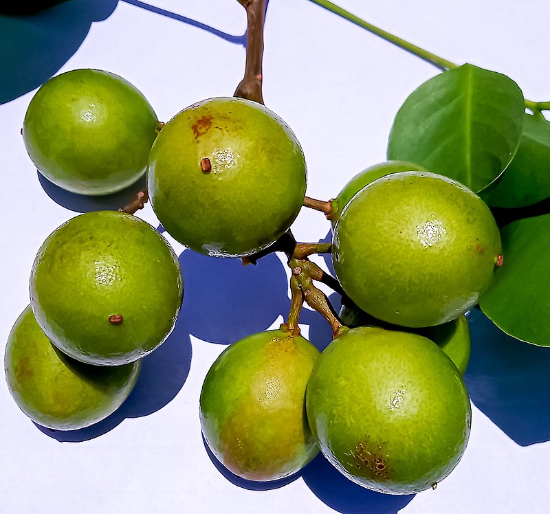 Mamoncillo (Melicoccus bijugatus) - 1 potted plant / 1 getopfte Pflanze