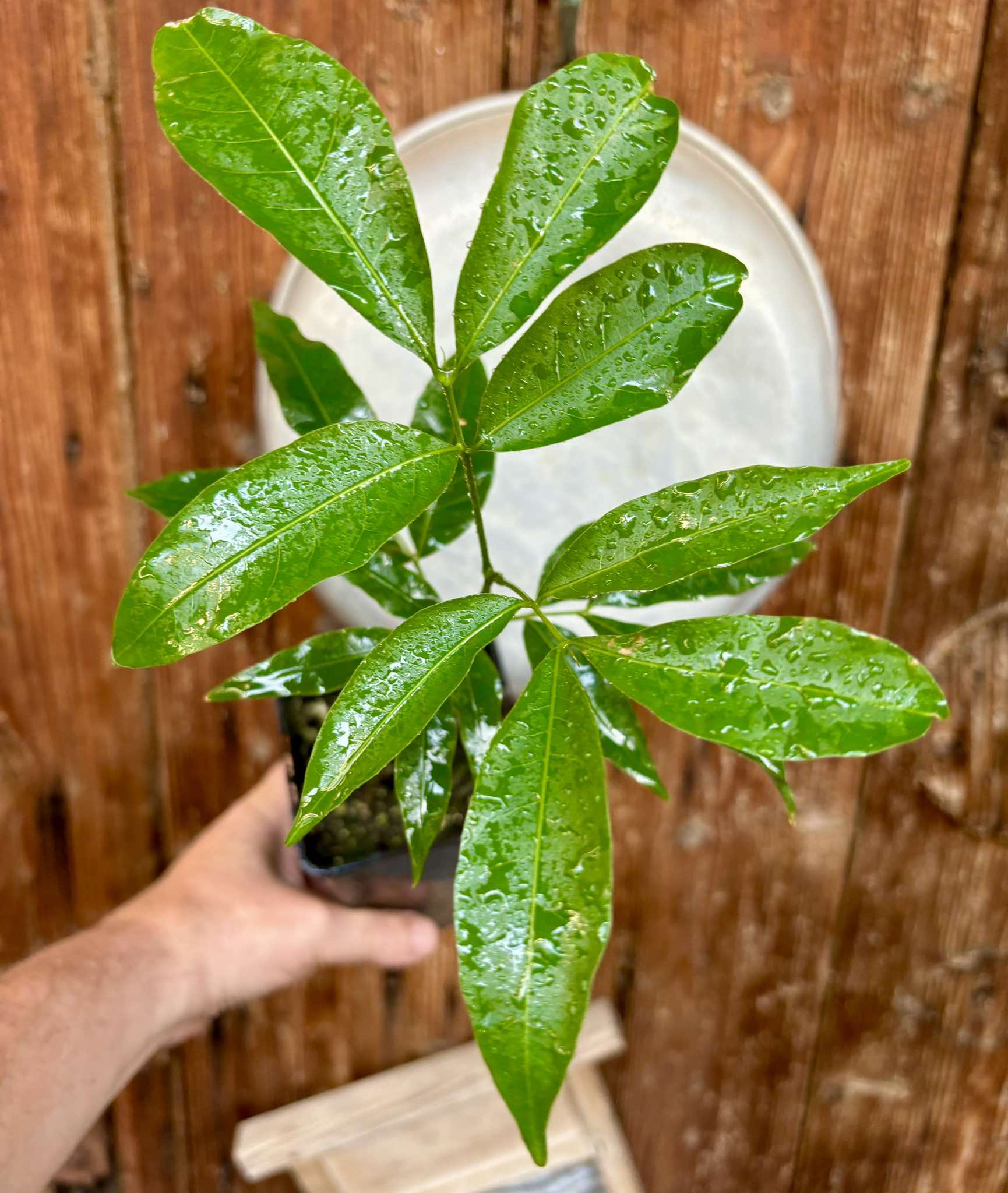 Talisia esculenta - Pitomba do Nordeste - 1 potted seedling / 1 getopfter Sämling