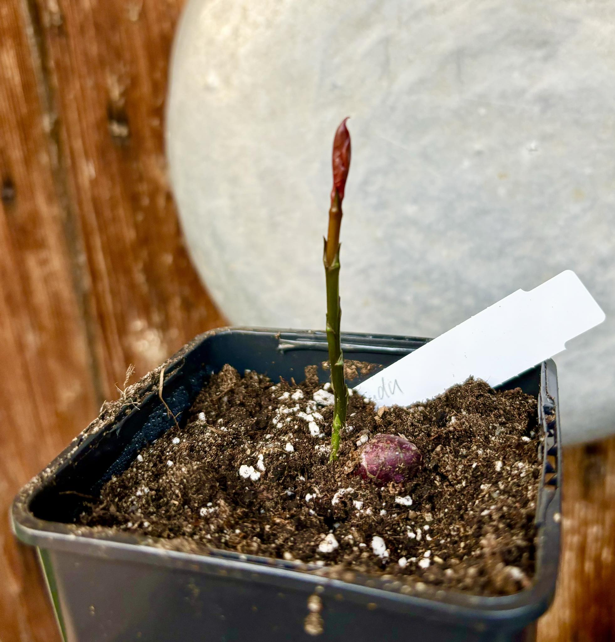 Garcinia dulcis - Mundu  - 1 small potted seedling / 1 kleiner, getopfter Sämling