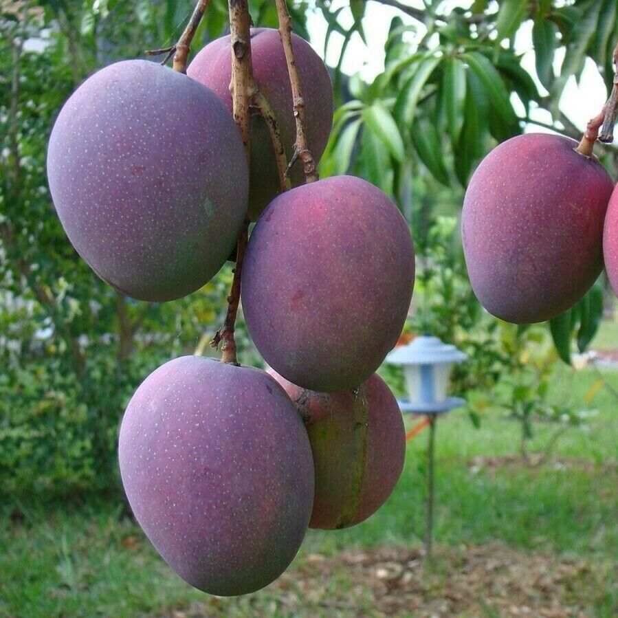 Mango Palmer (Mangifera indica) - GRAFTED - 1 potted plant / 1 getopfte Pflanze