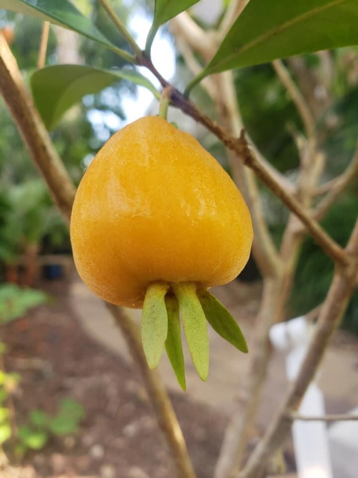 Eugenia luschnathiana - Pitomba da Bahia- 1 germinatd seed / 1 gekeimter Samen