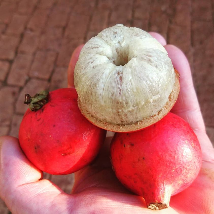 Garcinia celebica - Wild Mangosteen   1 fresh seed / 1 frischer Samen