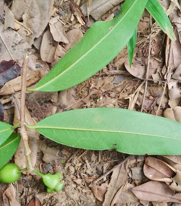 Eugenia sp Jambo da Mata -  1 fresh seed / 1 frischer Samen