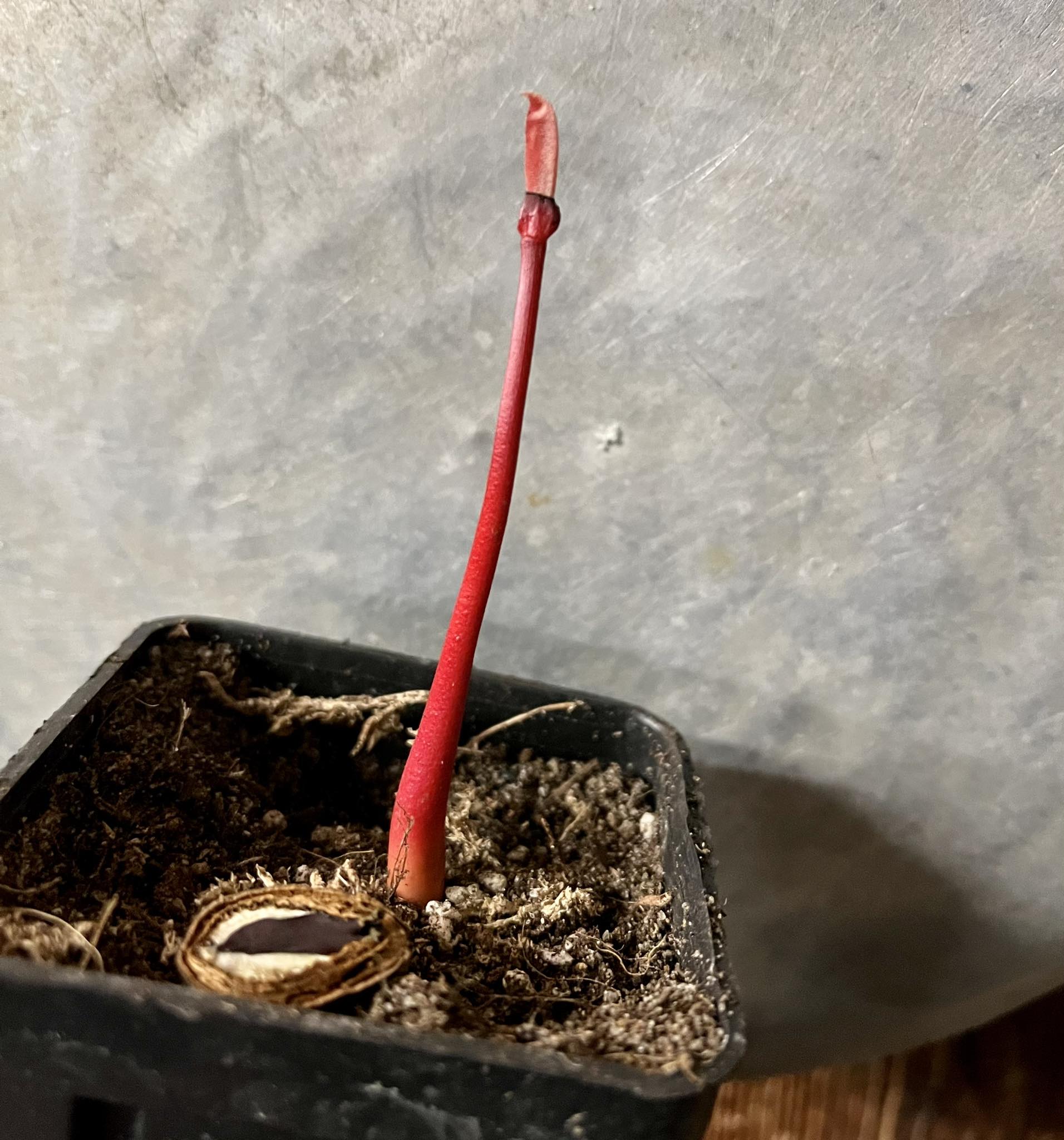 Mao de Tigre (Duguetia stenantha)  1 potted plant / 1 getopfte Pflanze