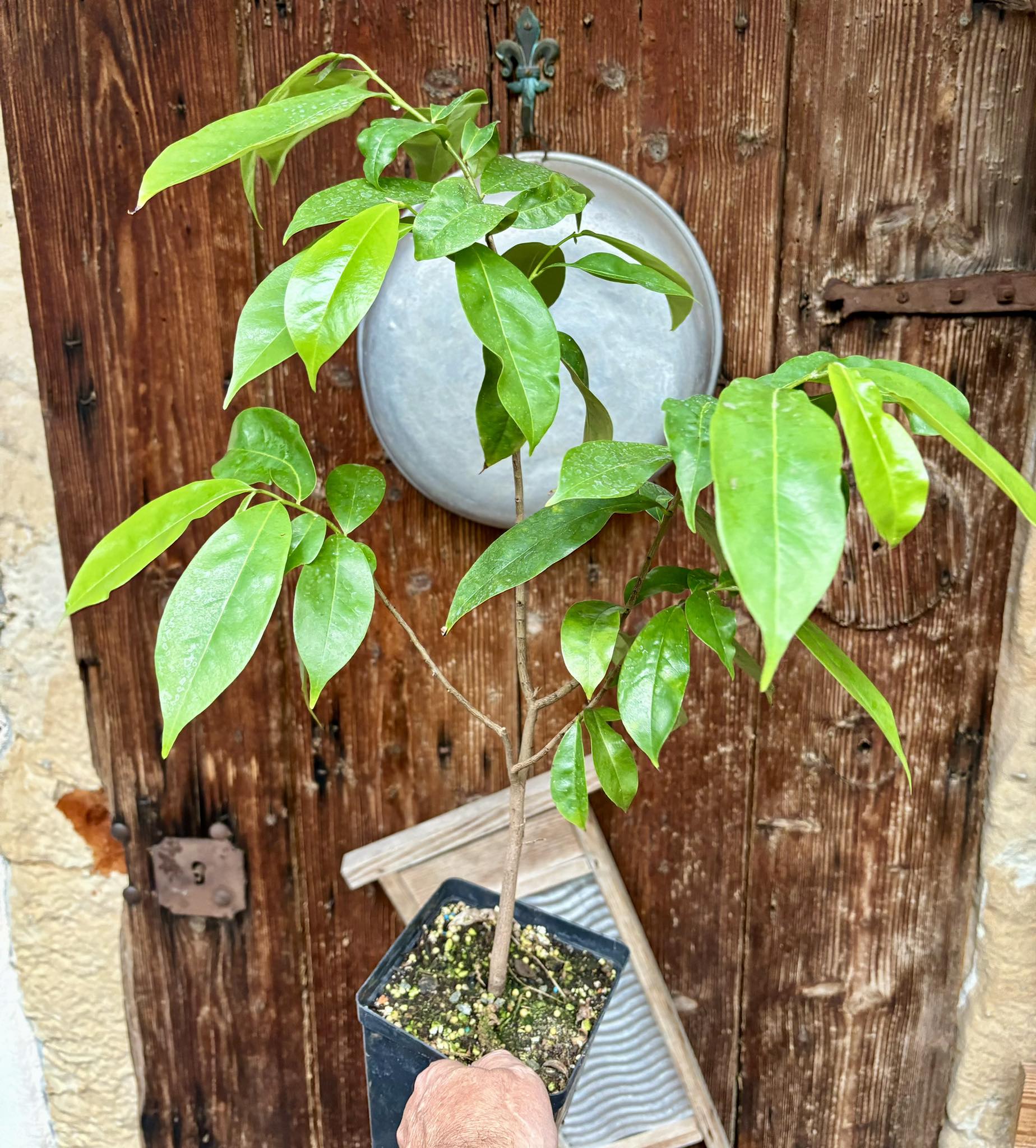 Annona muricata - Soursop / Stachelannone fiberless - 1 potted plant / 1 getopfte Pflanze