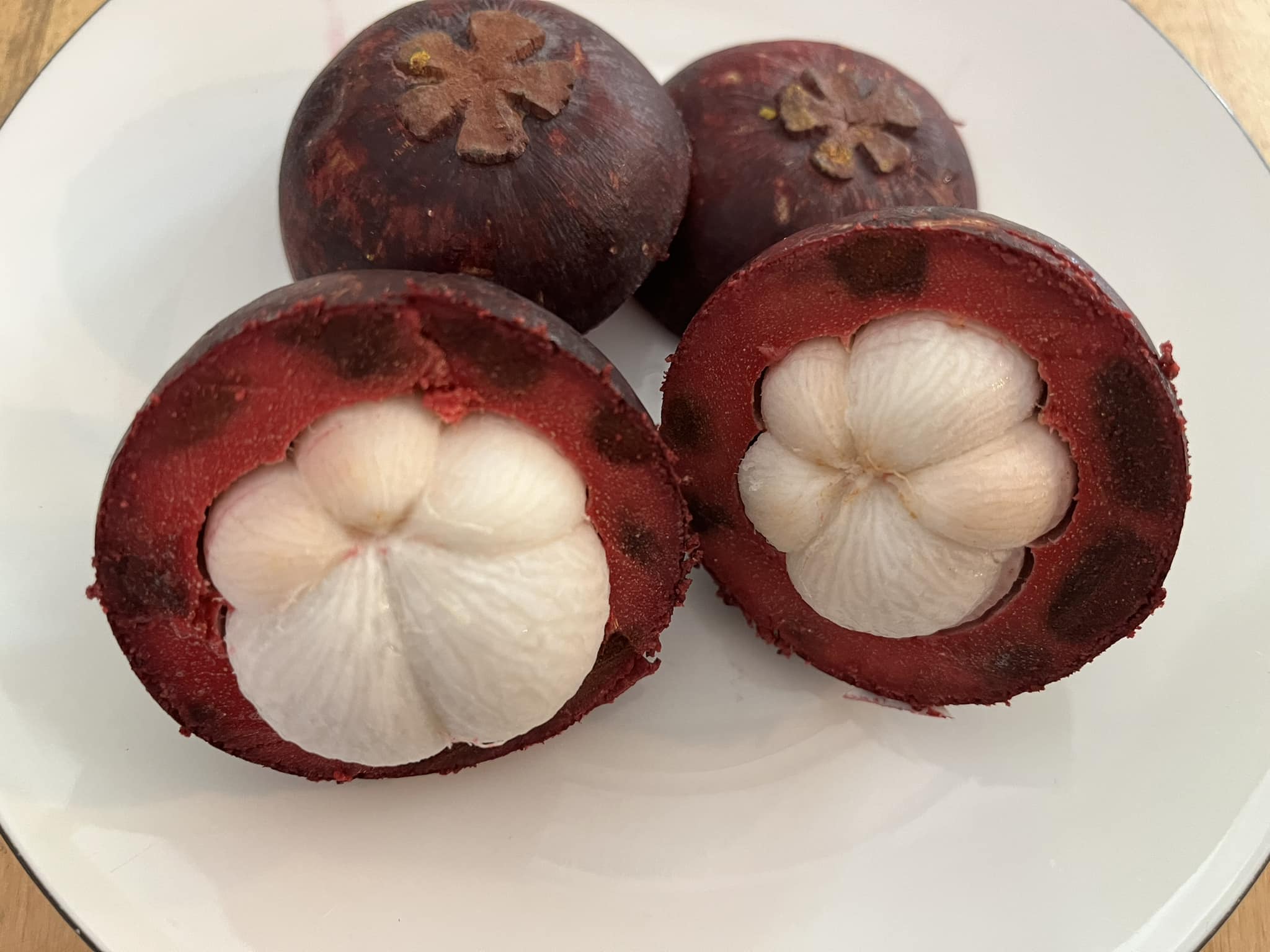 Garcinia  mangosteen - Mangosteen / Mangostane - 1 germinated seed / 1 gekeimter Samen