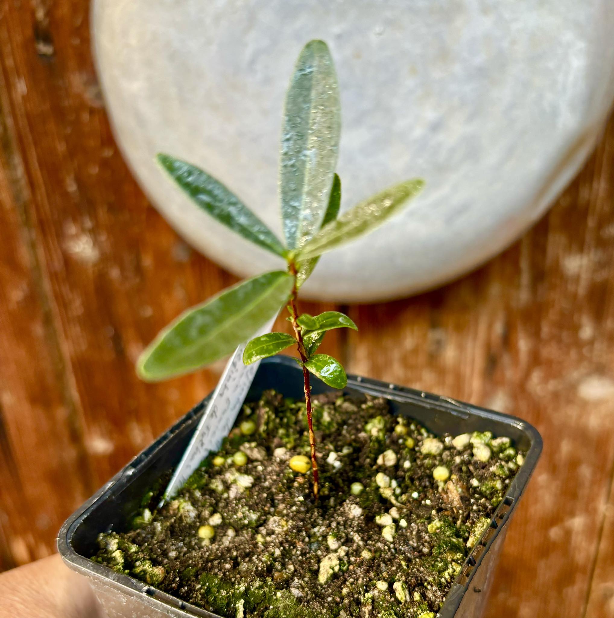 CEREJINHA DE JAGUARIÚNA - Eugenia punicifolia var. Oncas Doce - 1 potted plant / 1 getopfte Pflanze