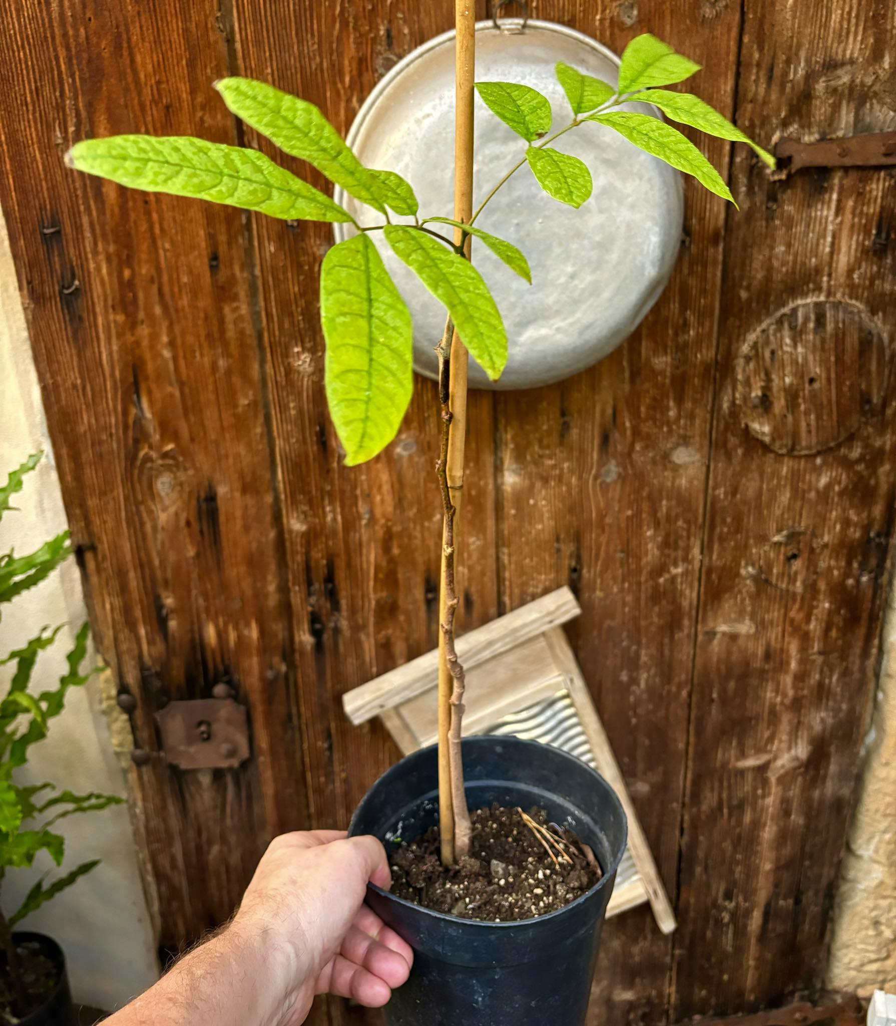 Longan (Dimocarpus longan) - GRAFTED - 1 potted plant / 1 getopfte Pflanze