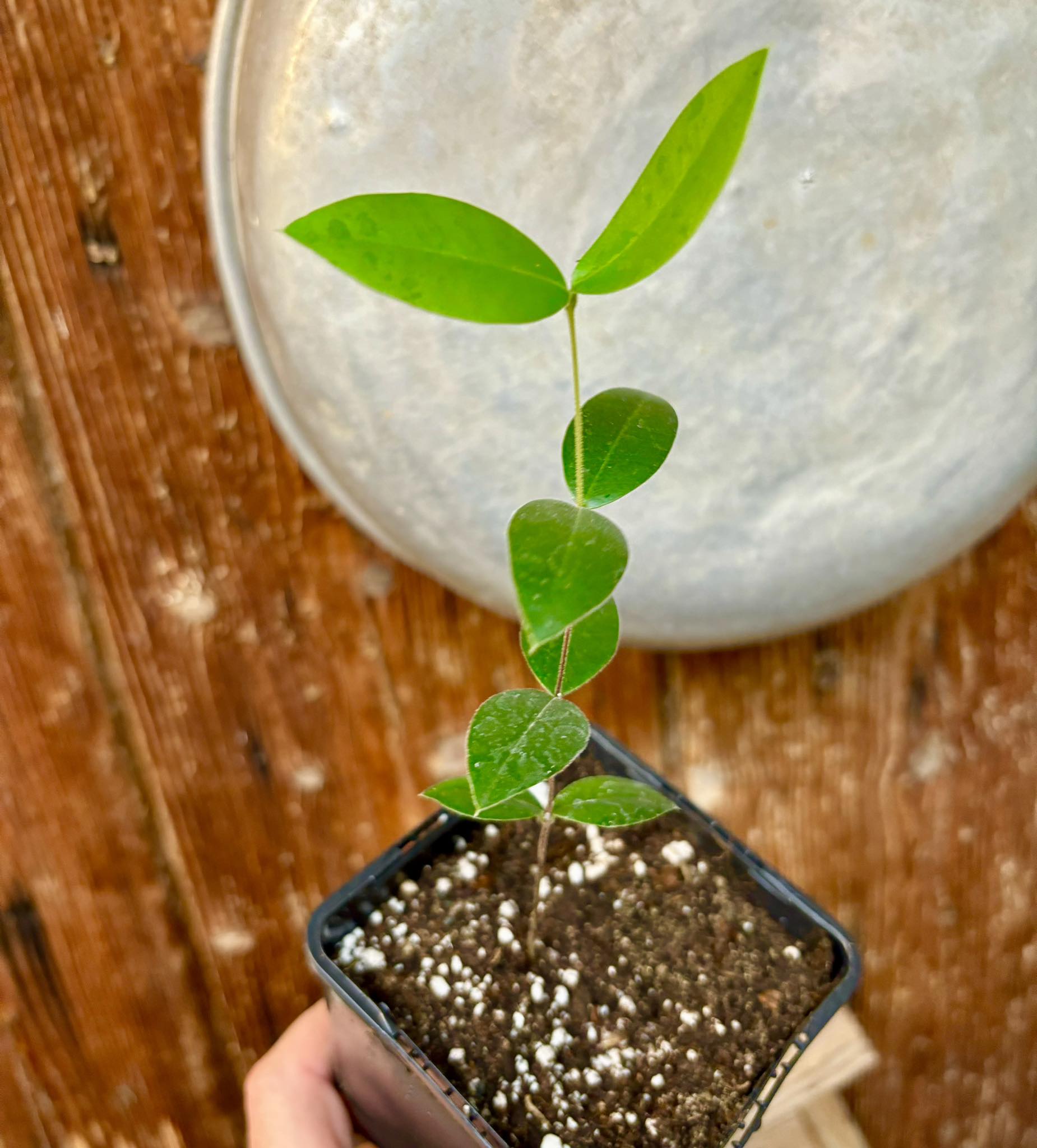 Myrcianthes pungens - Guabiju - 1 potted plant / 1 getopfte Pflanze