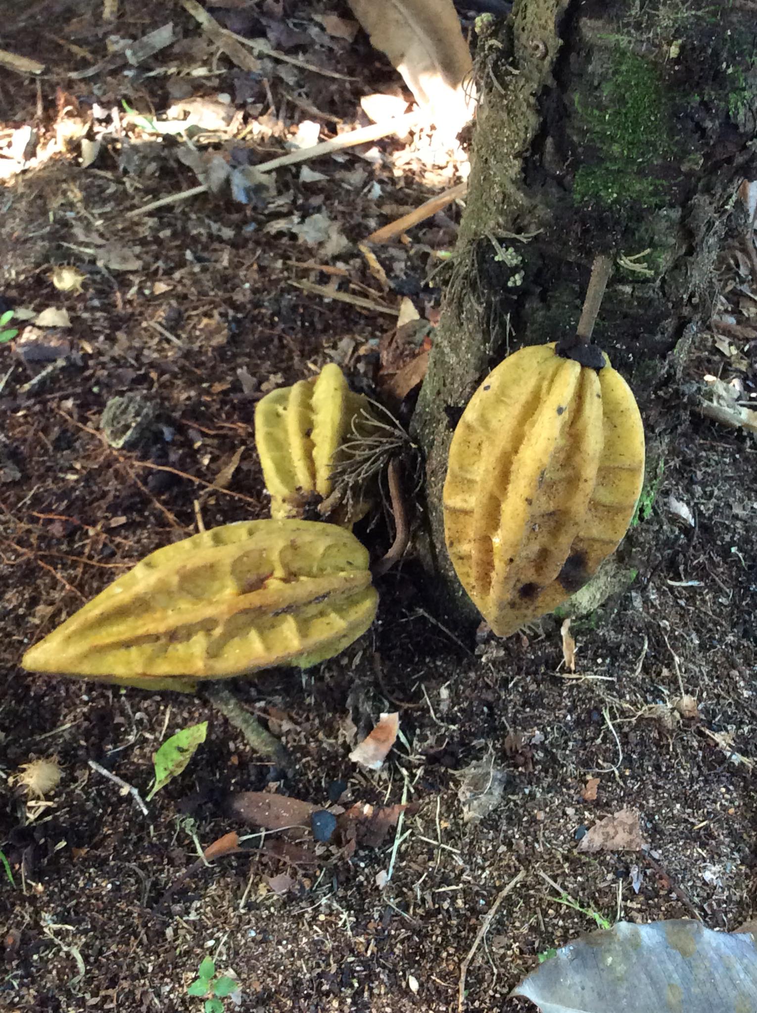 Mountain Cacao (Herrania mariae) - 1 potted plant / 1 getopfte Pflanze