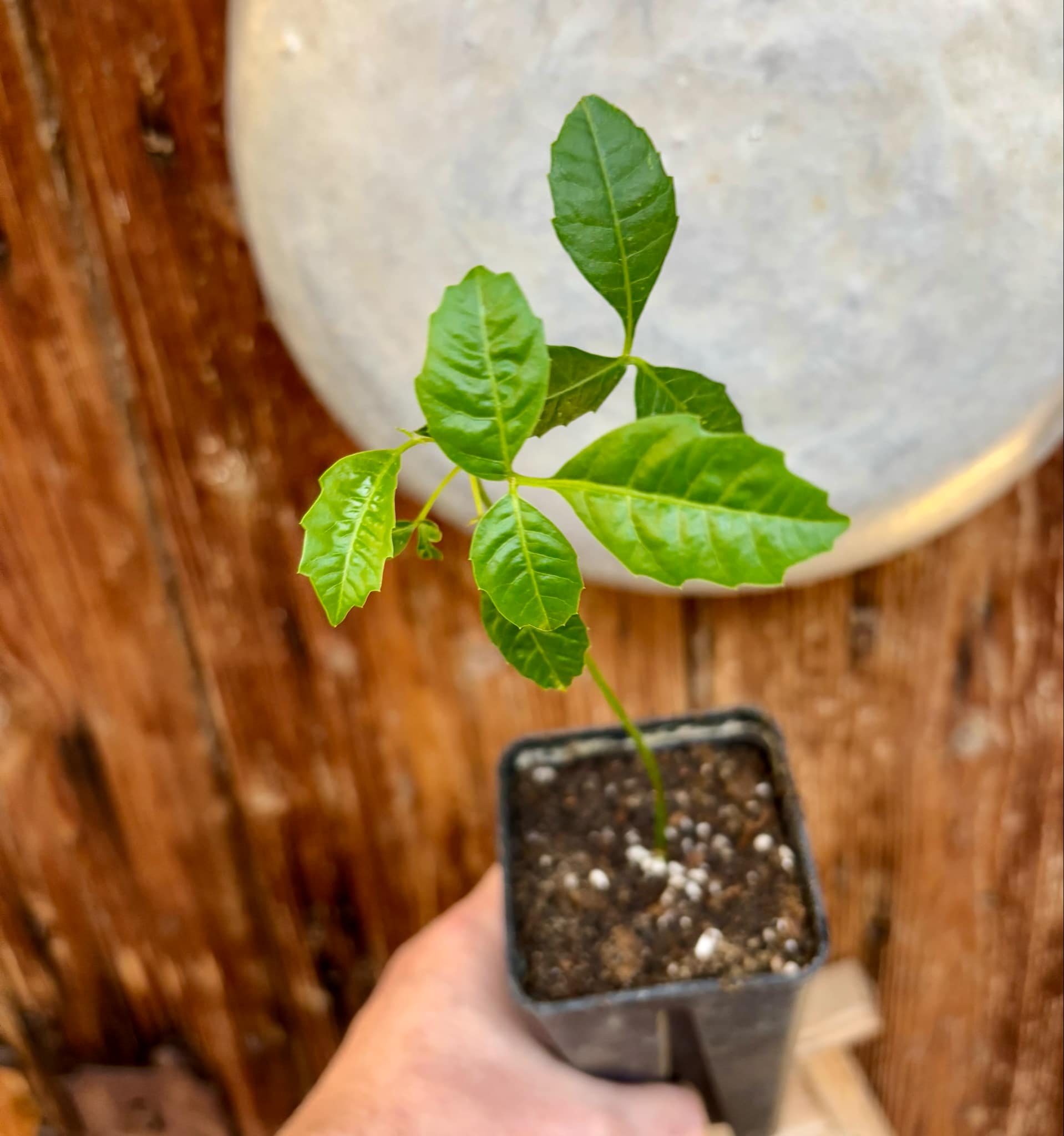 Marula (Sclerocarya birrea) -  1 potted plant / 1 getopfte Pflanze 