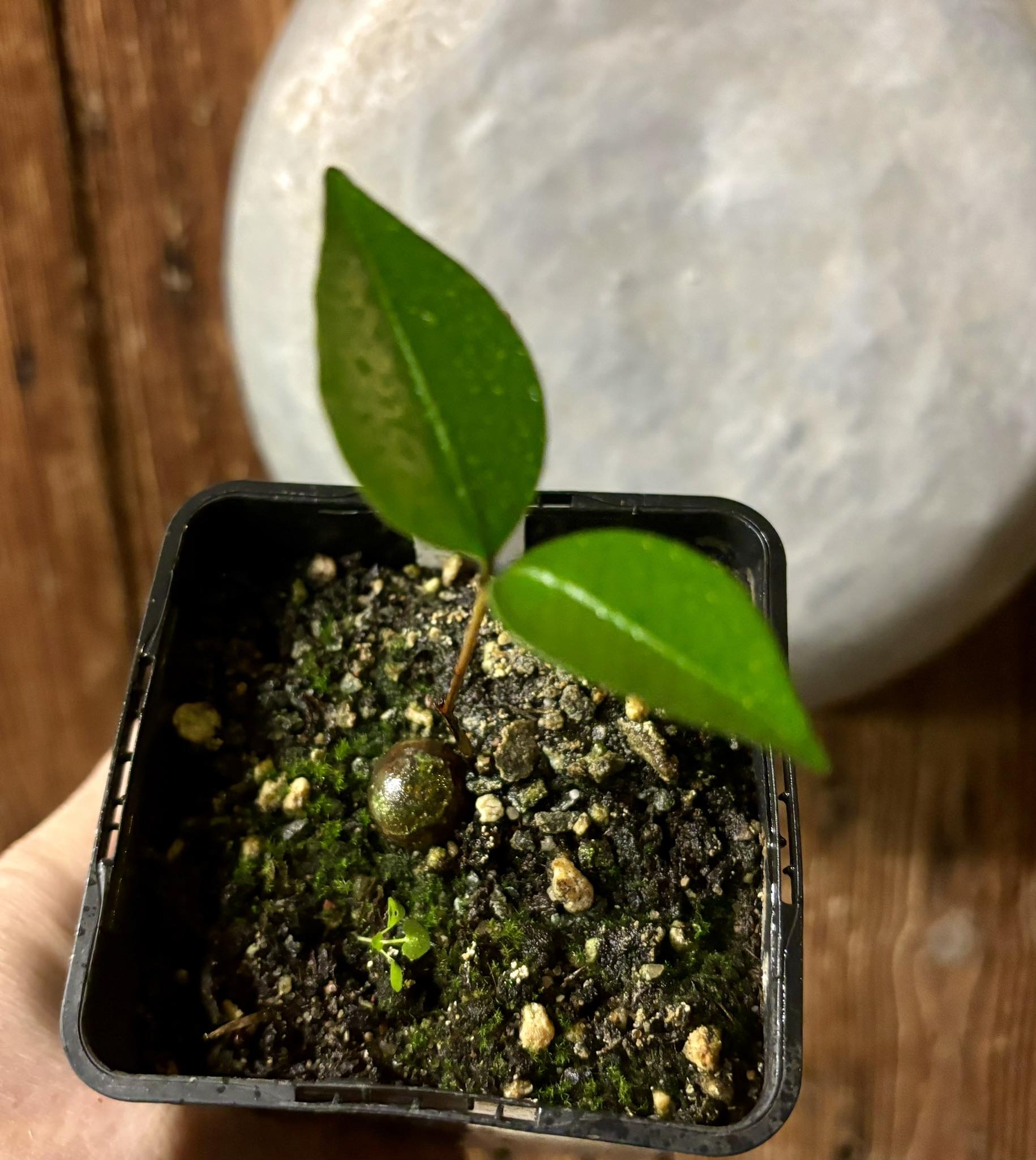 Eugenia copacabanensis -  1 potted seedling / 1 getopfter Sämling