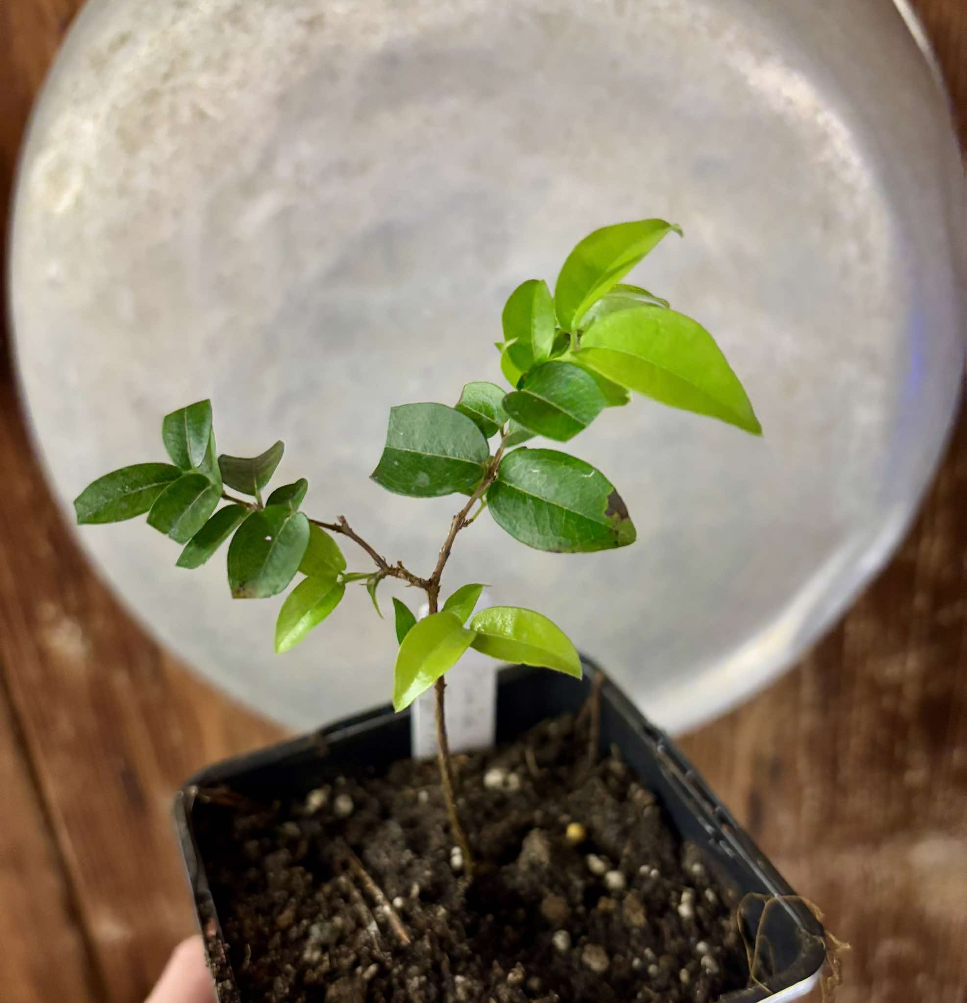 Jaboticaba Oipirinha (Plinia sp) Nr. 4 - 1 potted plant/ 1  getopfte Pflanze