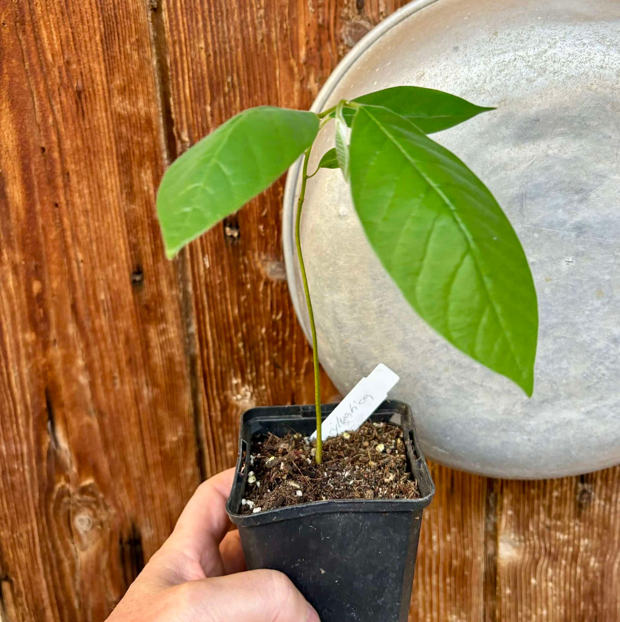 Annona sylvatica - 1 potted plant / 1 getopfte Pflanze