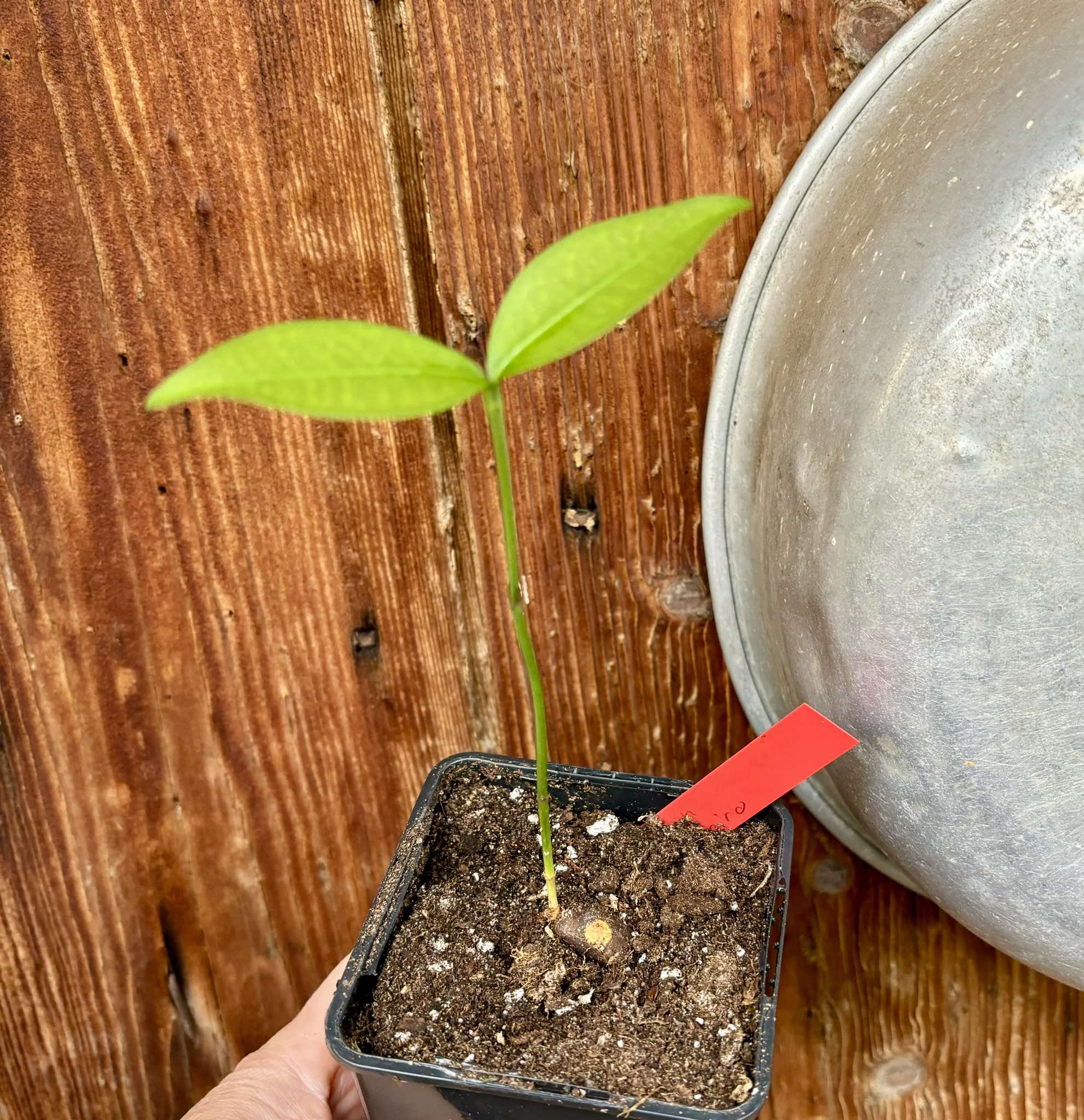 Cherapú Brasileiro  - Garcinia sp. -   1 potted plant / 1 getopfte Pflanze