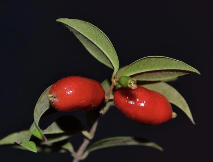 Syzygium sp - Fruta do Misterio - 1 germinated seed / 1 gekeimter Samen 