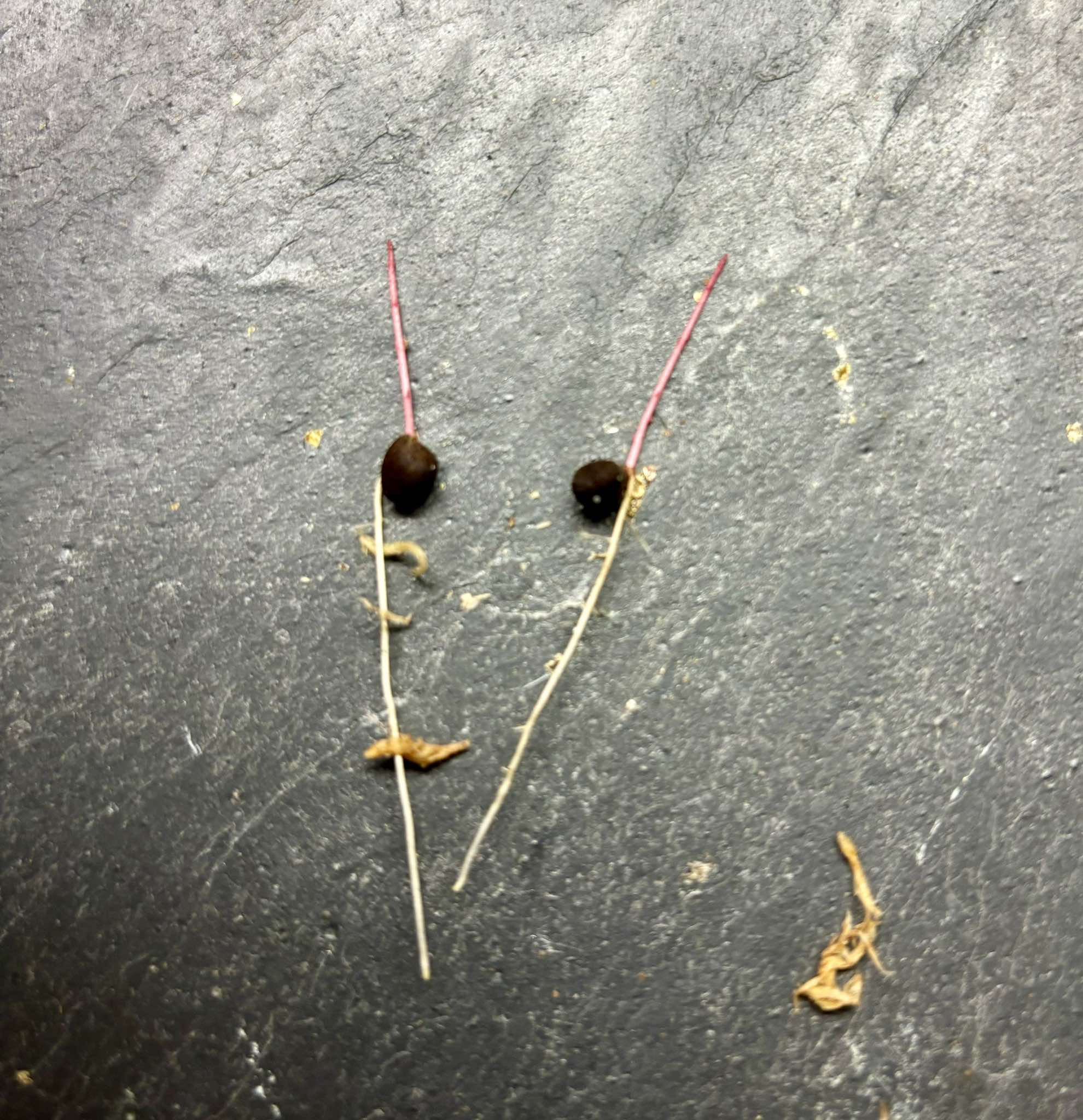 Syzygium sp - Fruta do Misterio - 1 germinated seed / 1 gekeimter Samen