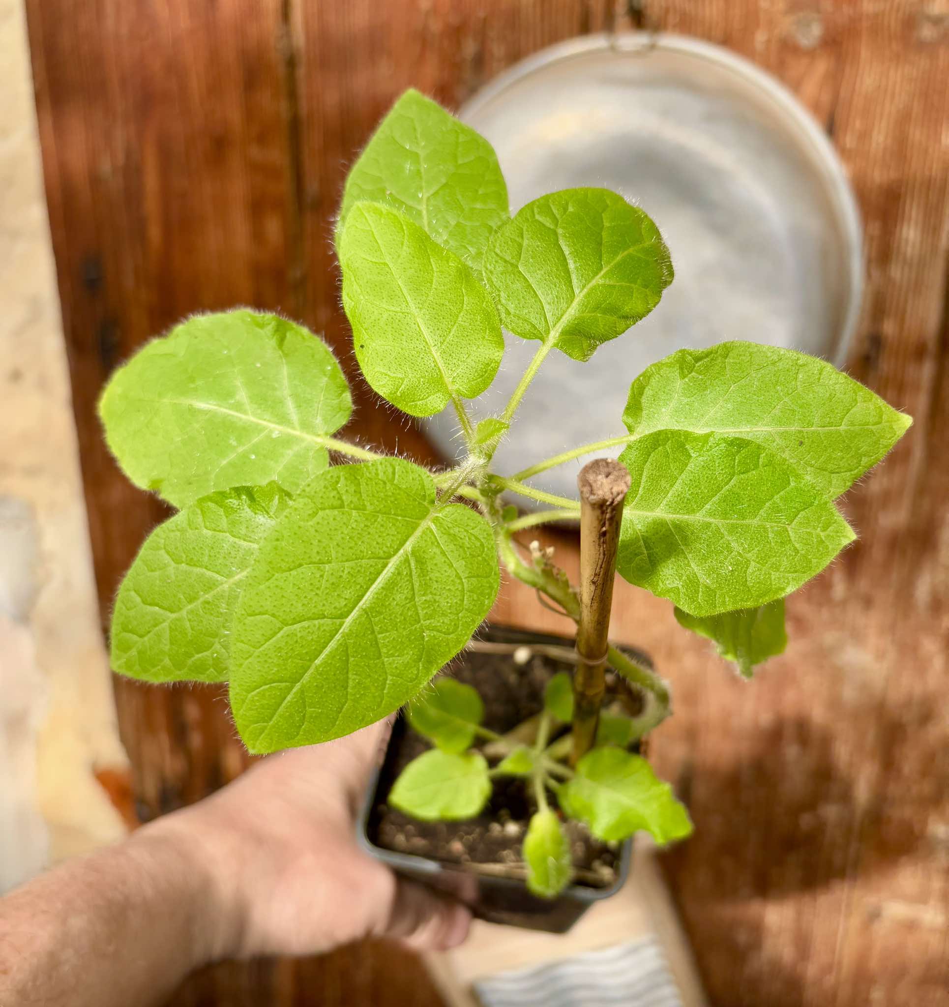 Solanum vestissimum - 1 potted plant / 1 getopfte Pflanze 