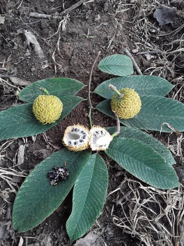 Annona spraguei - Nonita - 1 fresh seed / 1 frischer Samen