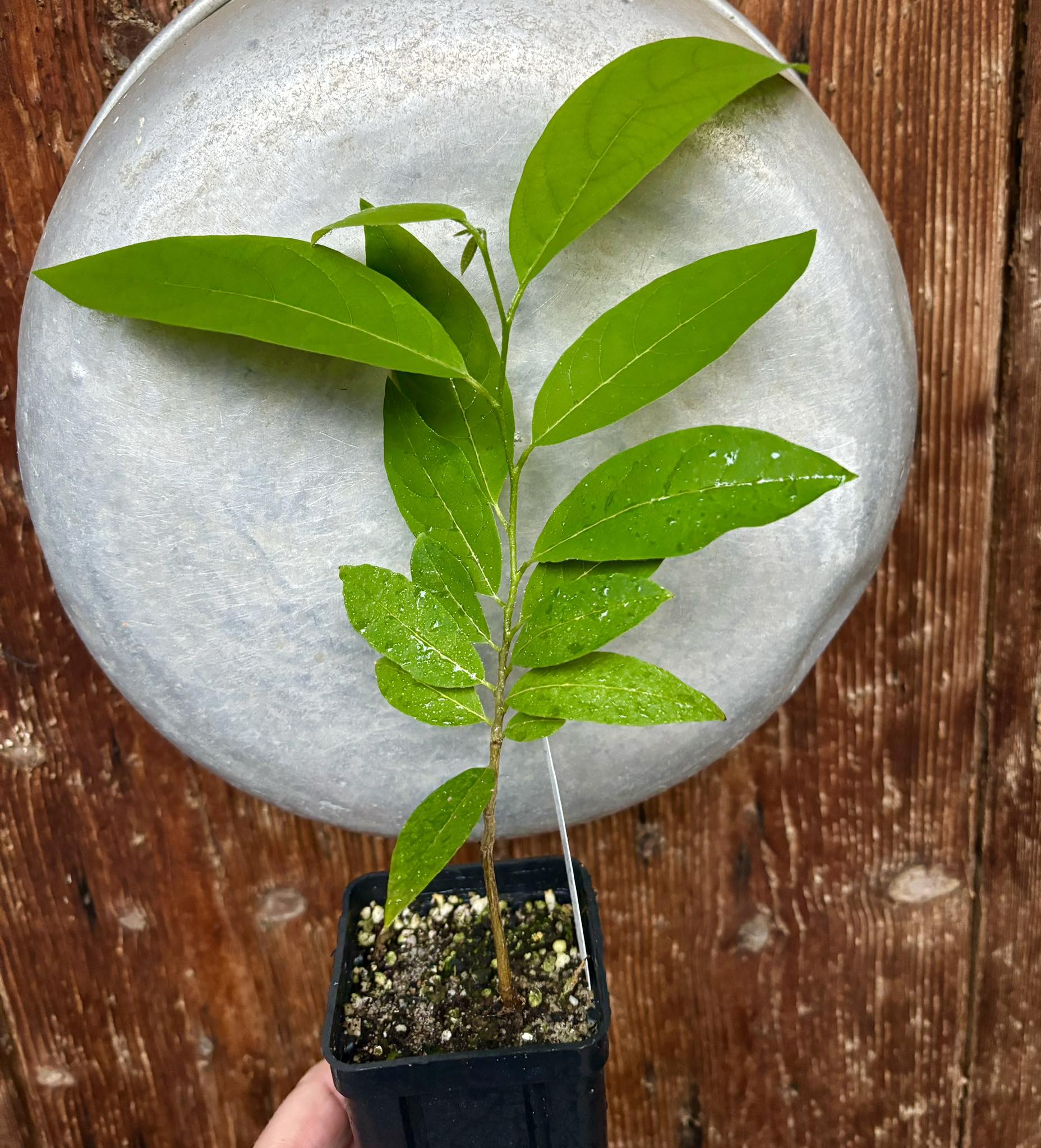 Annona squamosa RED - 1 potted seedling / 1 getopfter Sämling