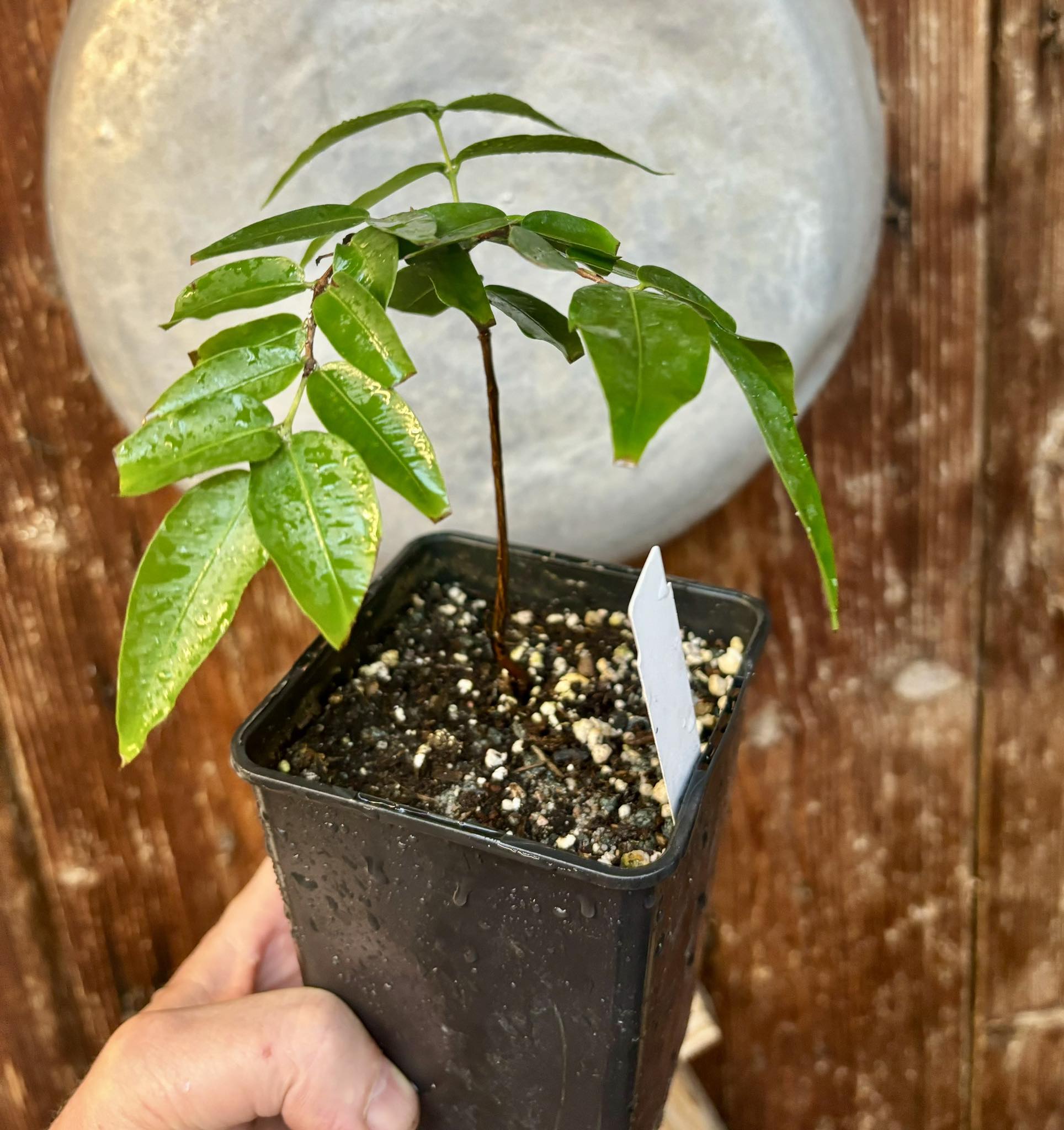 Myrciaria vexator - Blue Jaboticaba - 1 potted plant / 1 getopfte Pflanze