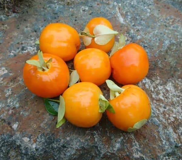 Cherry of Anestor (Eugenia involucrata var minutifolia) - 1 potted plant / 1 getopfte Pflanze