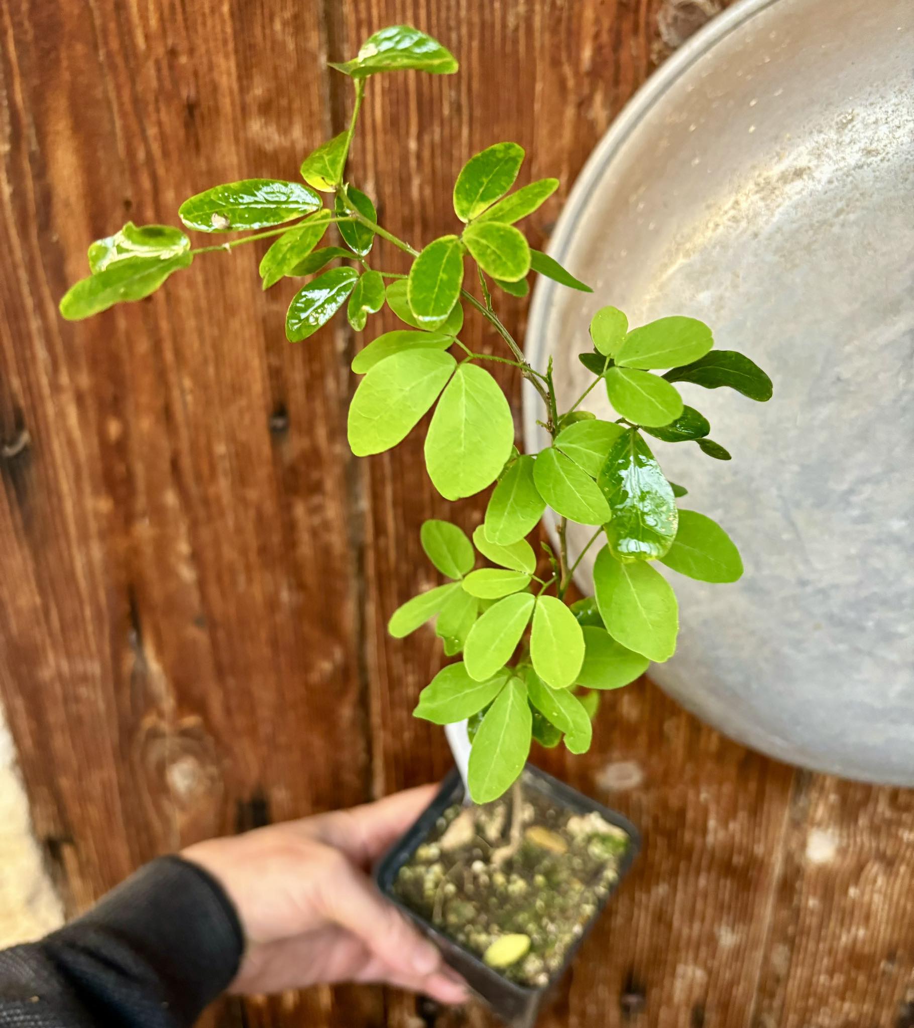 Manila Tamarind (Pithecellobium dulce) - 1 potted plant / 1 getopfte Pflanze