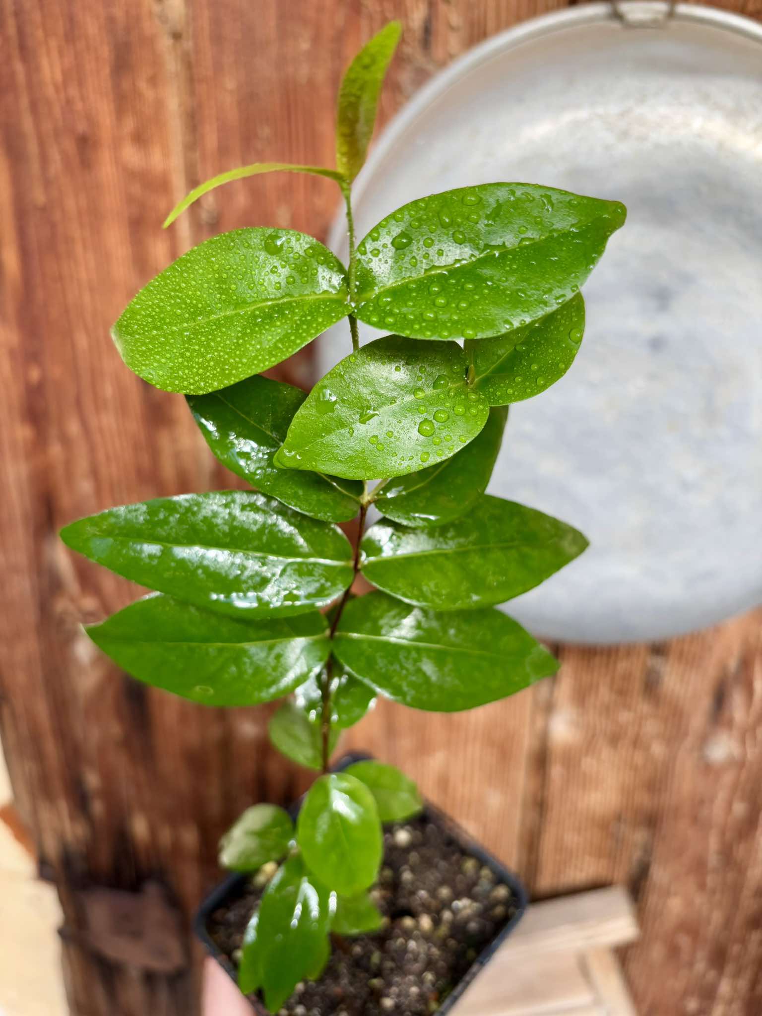 Eugenia uniflora - Pitanga  -  1 potted plant / 1 getopfte Pflanze