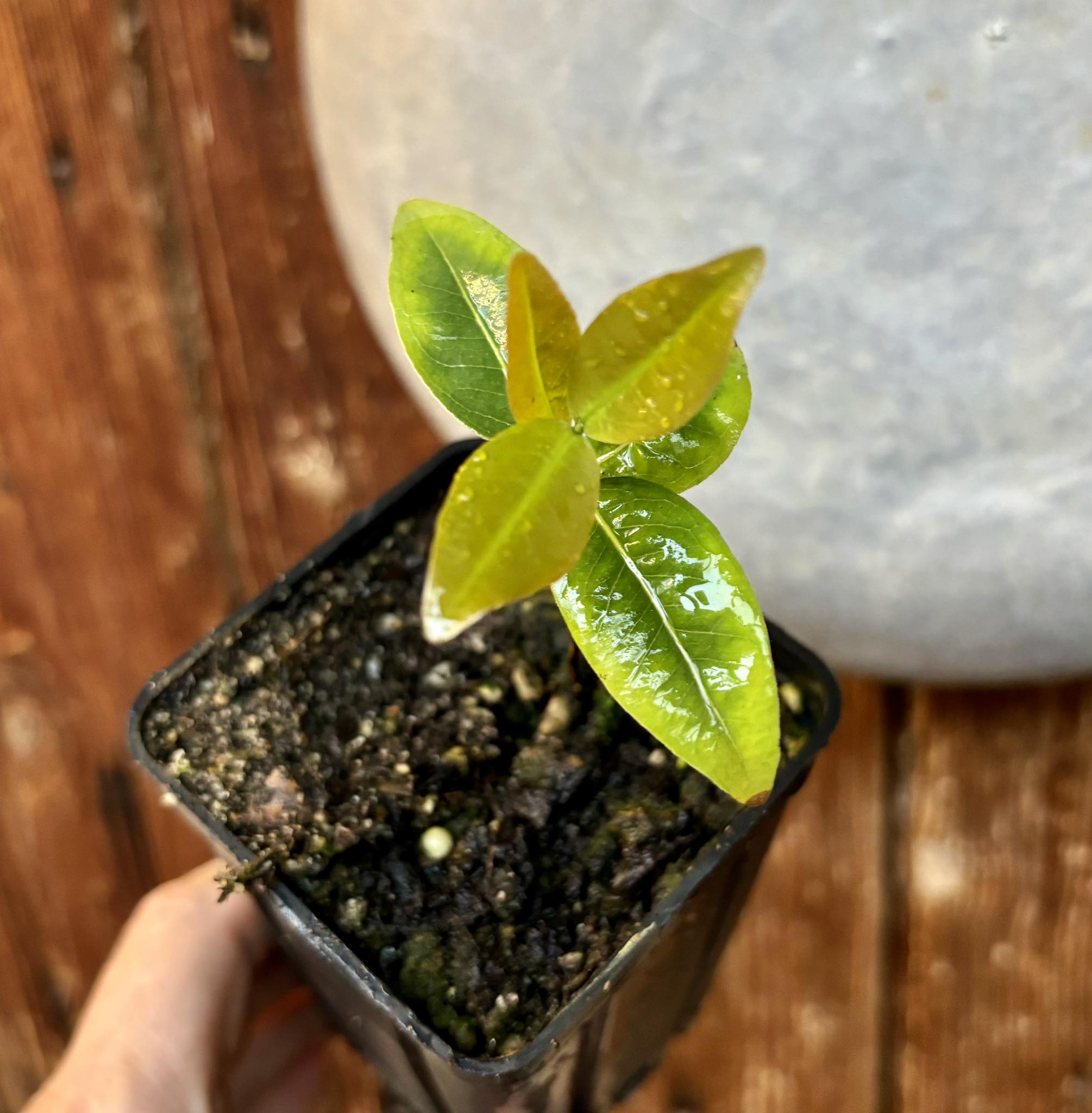 Cagaita (Eugenia dysenterica) - 1 potted plant / 1 getopfte Pflanze