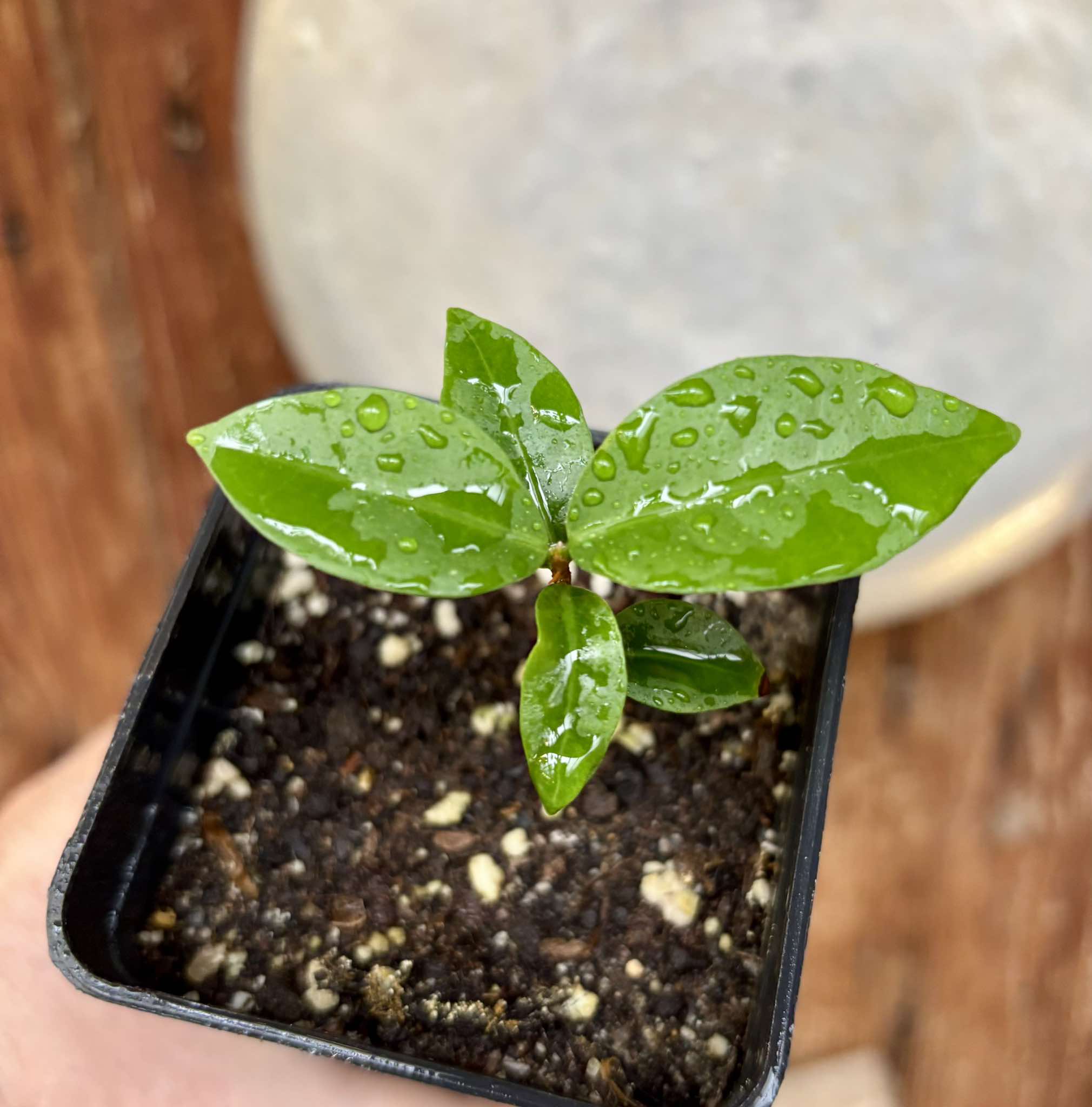 Eugenia neoverucosa - 1 small potted seedling / 1 kleiner, getopfter Sämling