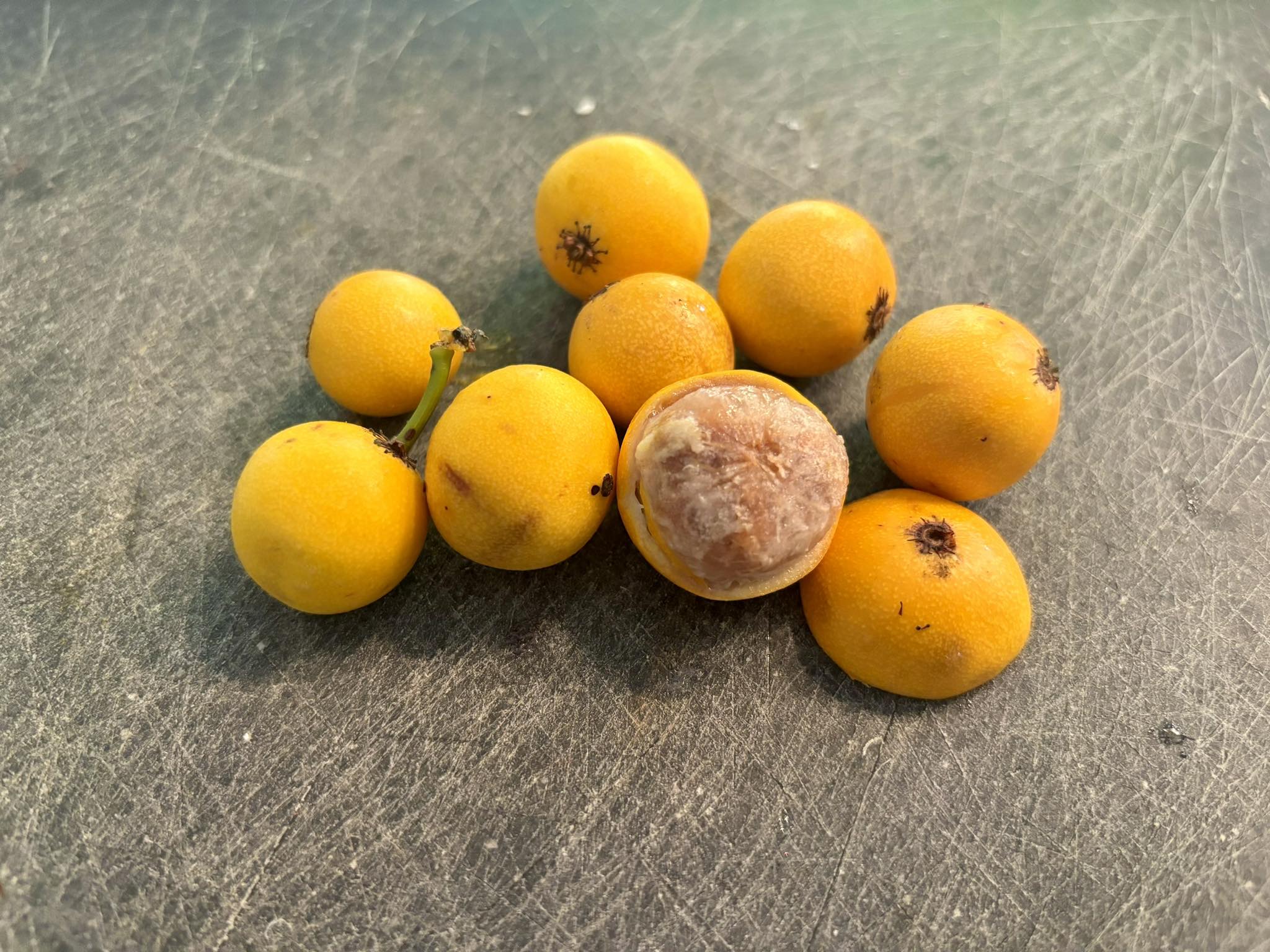 Lemon Drop Mangosteen (Garcinia intermedia) - 1 fresh seed / 1 frischer Samen