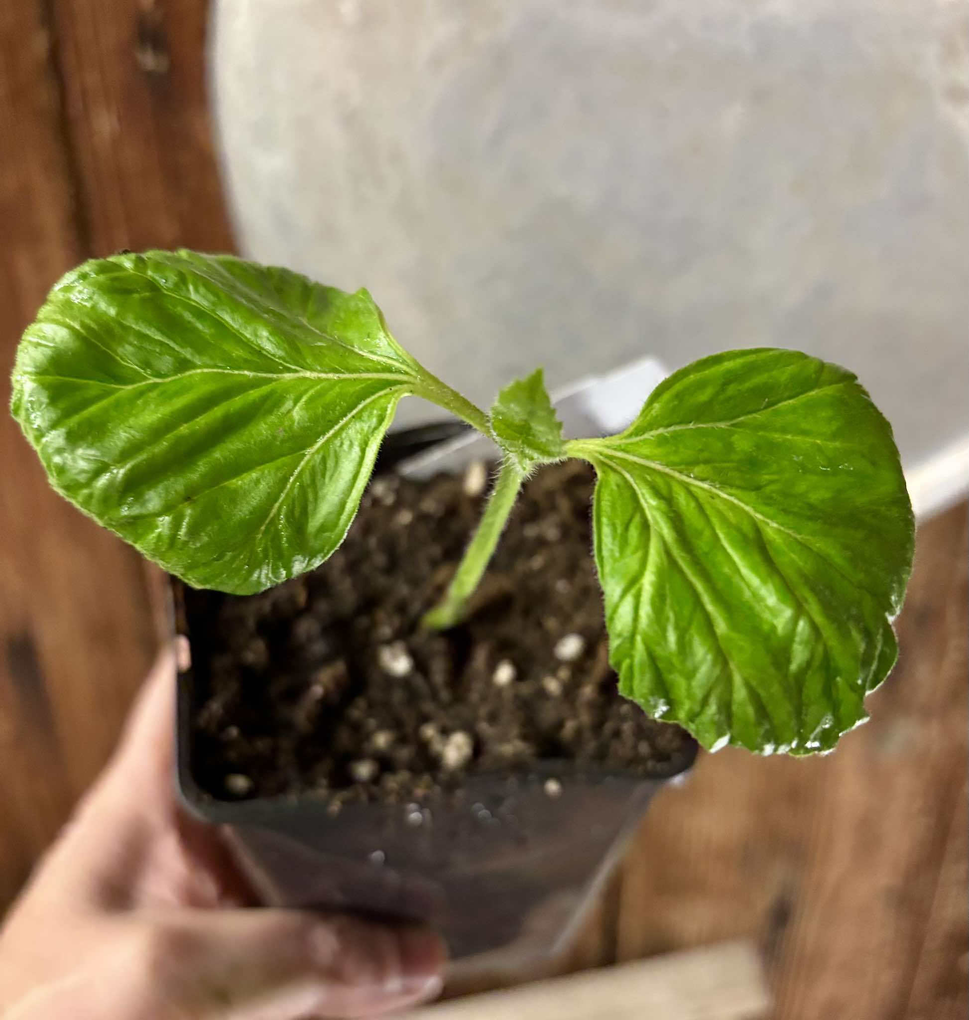 Zirikote (Cordia dodecandra) - 1 small potted seedling / 1 kleiner, getopfter Sämling