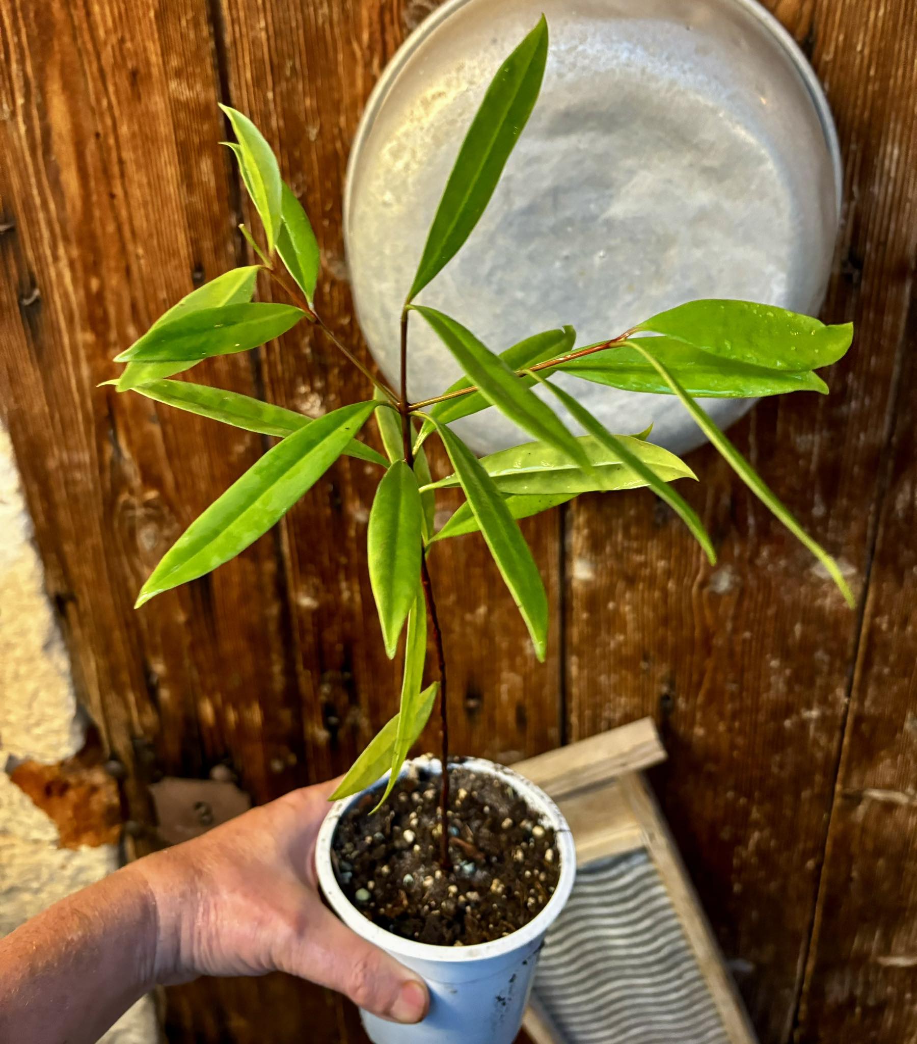Garcinia lanceifolia var. lanceifolia -  1 potted plant / 1 getopfte Pflanze