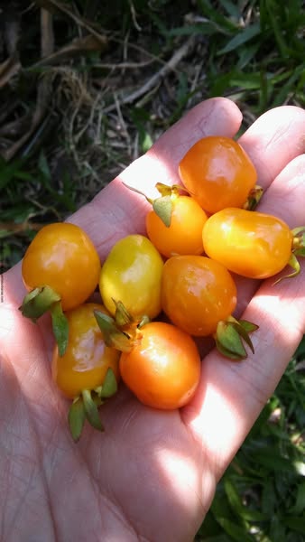 Eugenia involucrata var Orange - Cherry of Rio Grande Orange  - 1 potted plant / 1 getopfte Pflanze