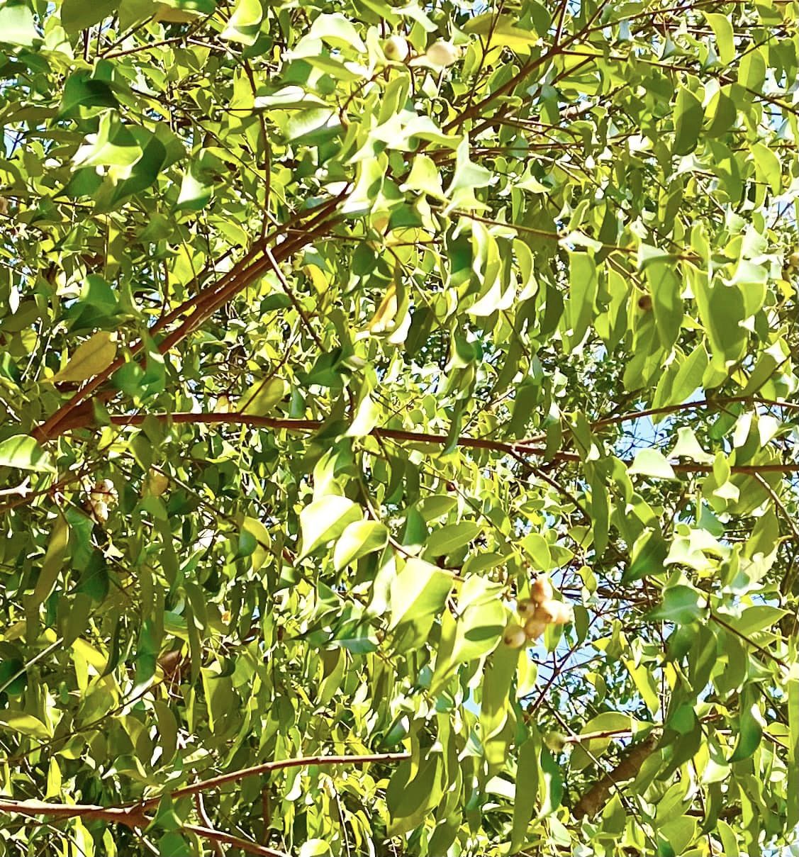 Syzygium cerasiforme - White Lilly Pilly - 1 potted plant / 1 getopfte Pflanze