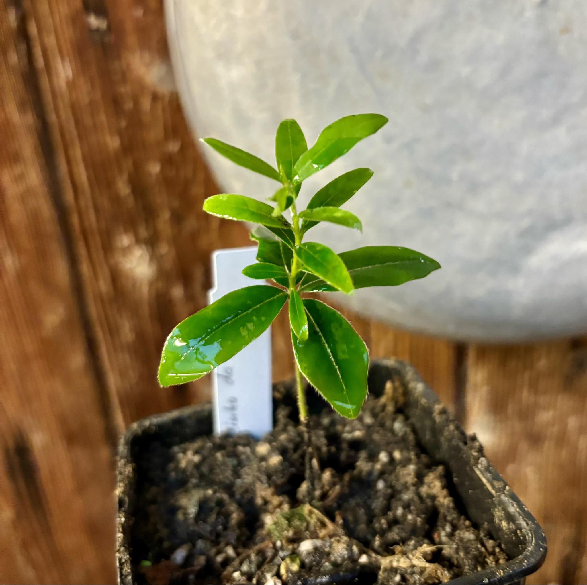 Diospyros sericea - Caquizinho da Mata - 1 potted plant / 1 getopfte Pflanze