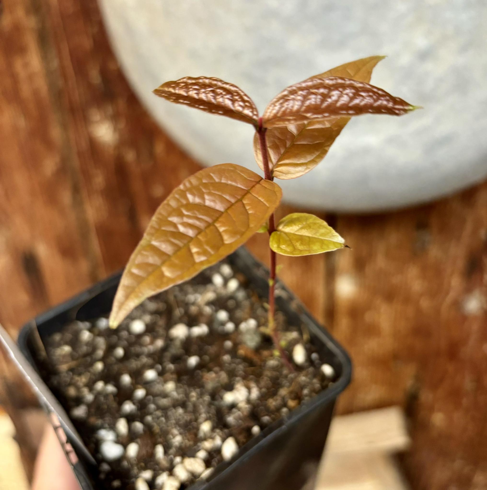 Eugenia leitonii - 1 pottet plant / 1 getopfte Pflanze