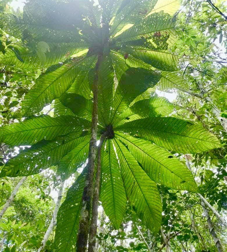 Barringtonia sp. banana leaf Neuguinea - 1 germinated seed / 1 gekeimter Samen